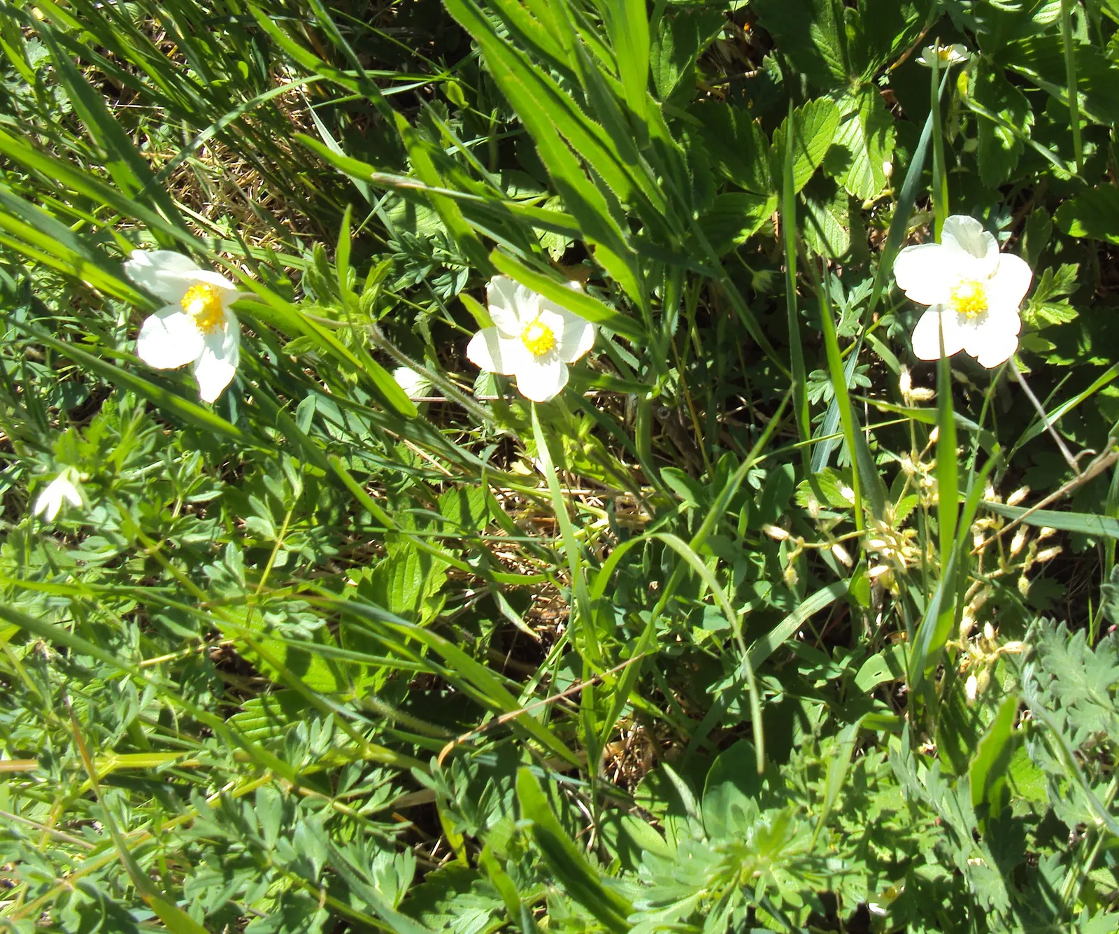 Snowdrop Anemone (Anemone Sylvestris) — ground cover / perennial with white blooms
