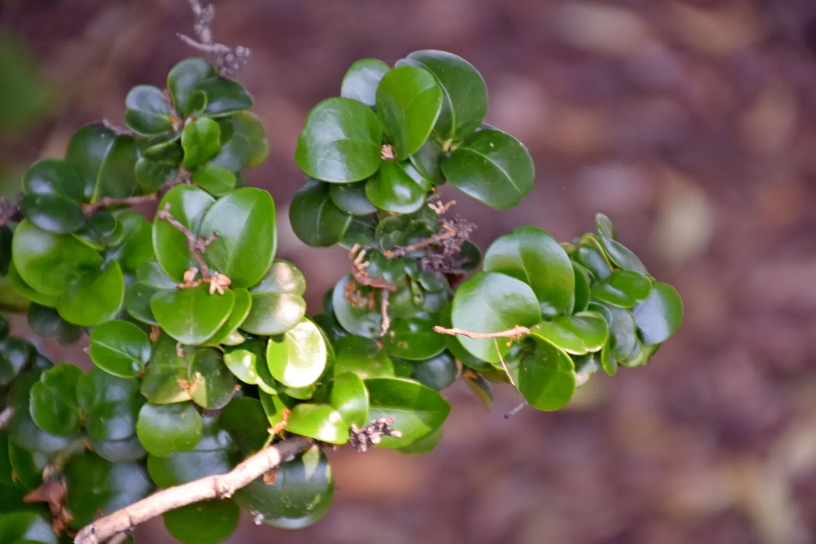 Japanese Privet (Ligustrum Japonicum) — shrub for full or half; requiring moderate maintenance to thrive and offering year-long beauty and privacy