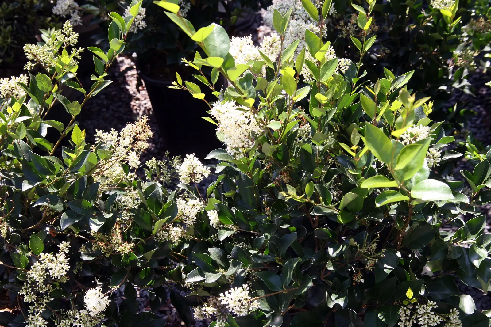 Japanese Privet (Ligustrum Japonicum) — Adaptable to various soils, it thrives in full sun to partial shade and requires moderate water