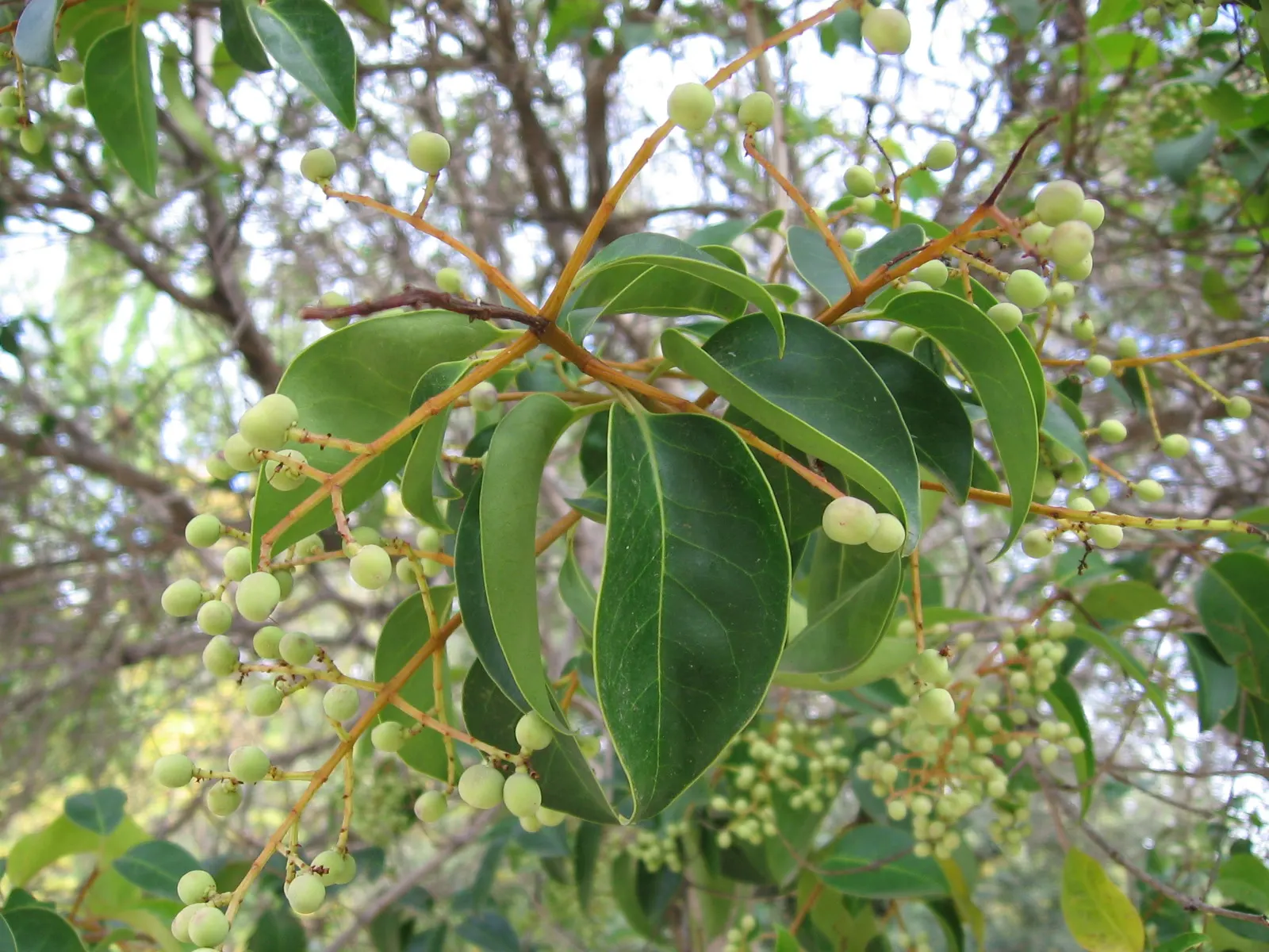 Japanese Privet (Ligustrum Japonicum) — Ligustrum japonicum is a sturdy and aesthetically pleasing addition to any garden