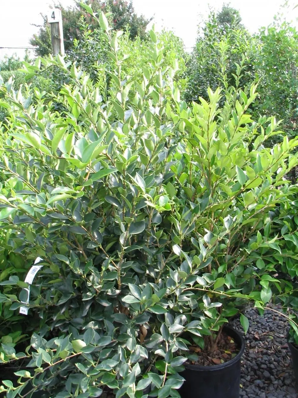Japanese Privet (Ligustrum Japonicum) — White flower clusters bloom in spring, followed by black berries
