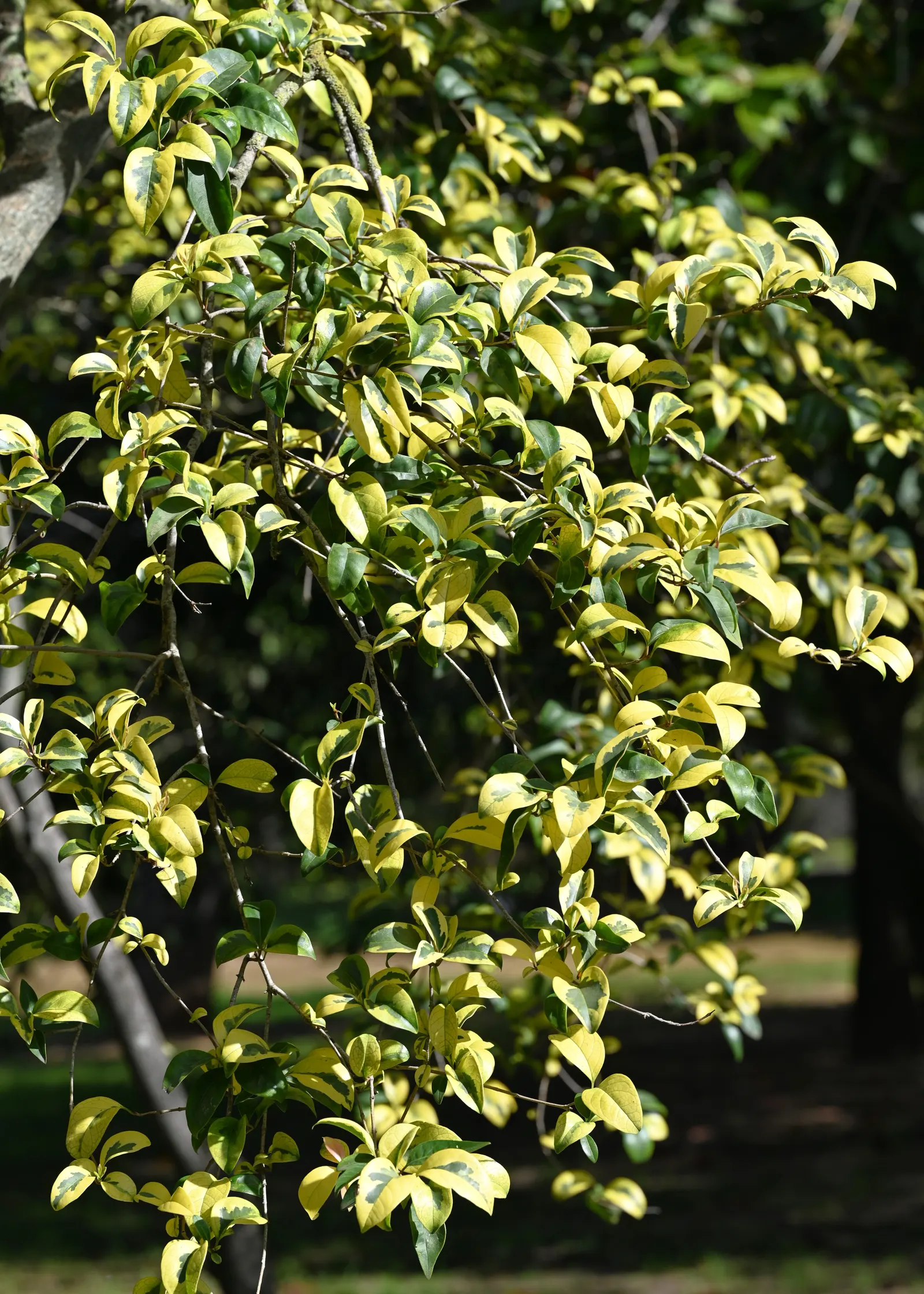 Japanese Privet (Ligustrum Japonicum) — white flowers in the garden