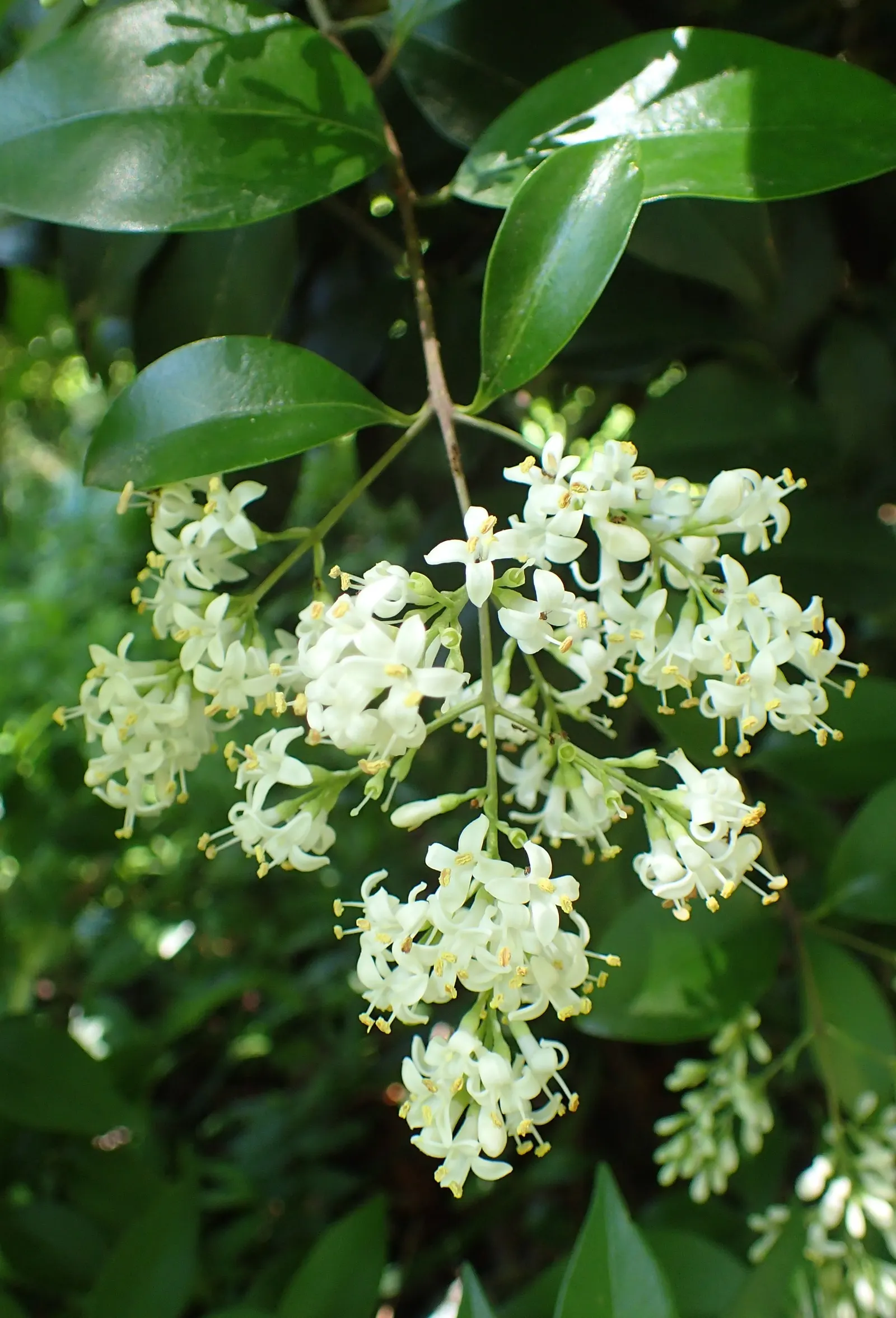 Japanese Privet (Ligustrum Japonicum) — This versatile plant can grow to an imposing height of 6 to 12 feet with a similar spread; offering year-round visual