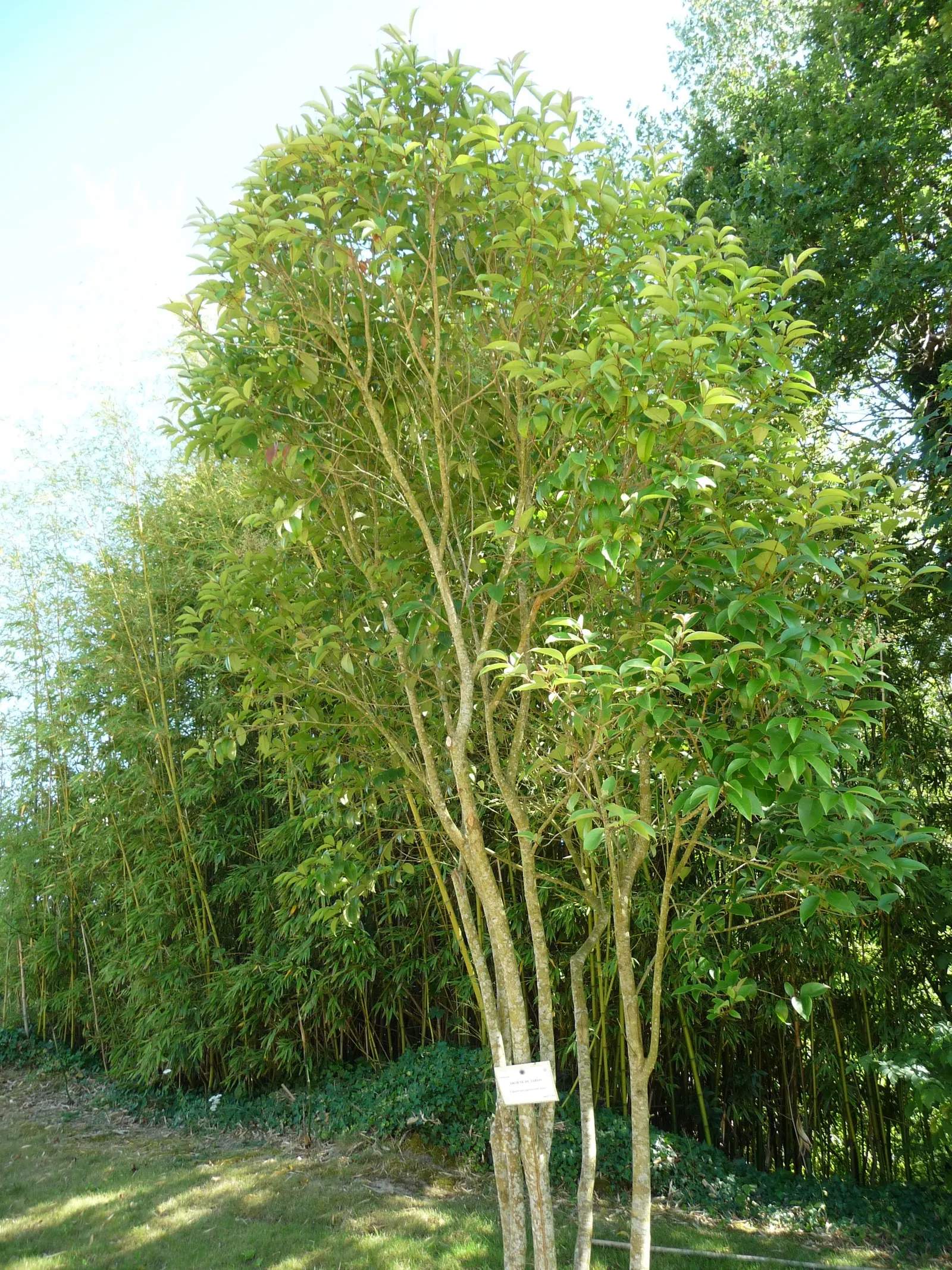 Japanese Privet (Ligustrum Japonicum) — requiring moderate maintenance to thrive and offering year-long beauty and privacy, image 39