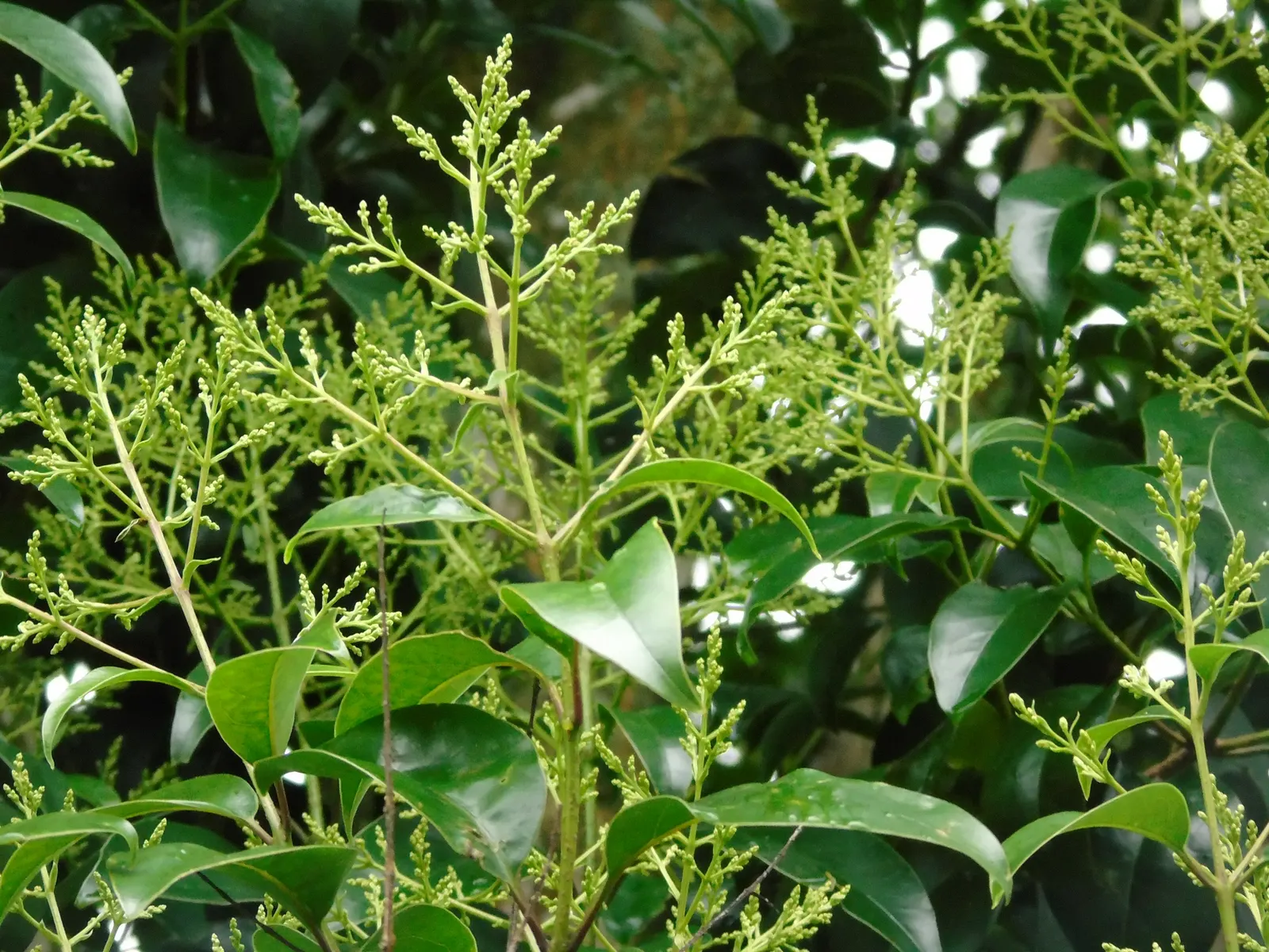 Japanese Privet (Ligustrum Japonicum) — White flower clusters bloom in spring, followed by black berries, image 25