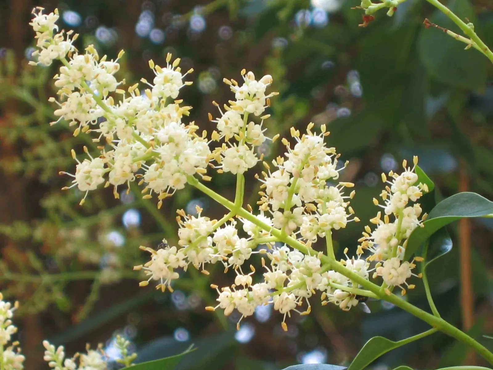 Japanese Privet (Ligustrum Japonicum) — In spring to early summer