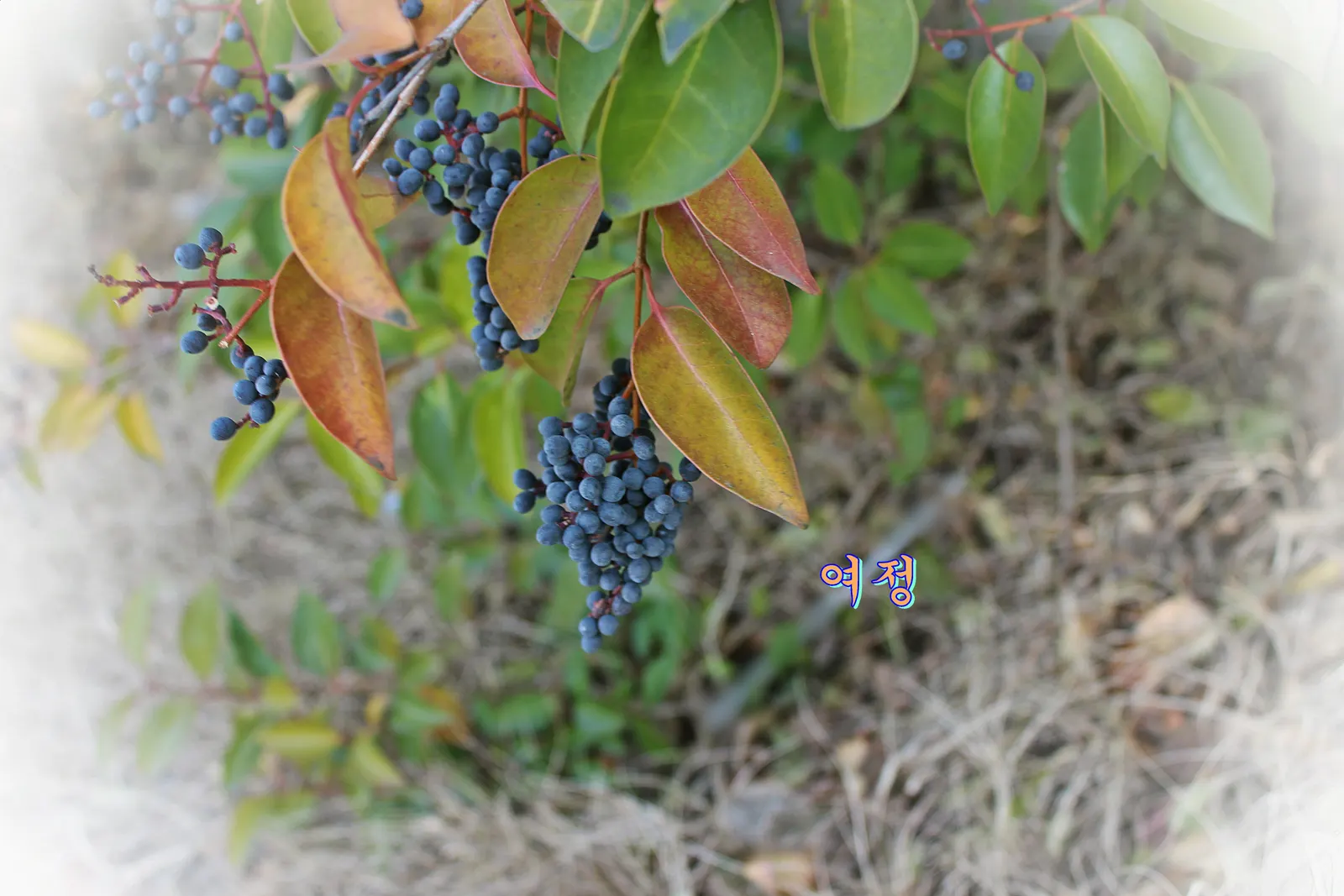 Japanese Privet (Ligustrum Japonicum) — Ligustrum japonicum is a sturdy and aesthetically pleasing addition to any garden; offering year-round visual interest