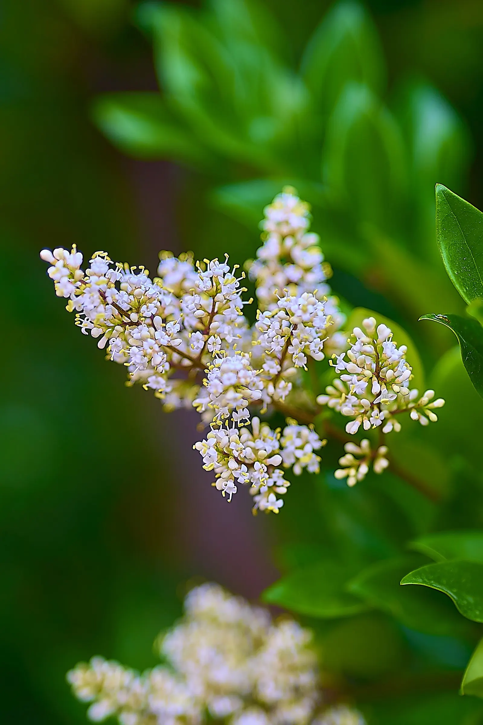 Japanese Privet (Ligustrum Japonicum) — shrub with white blooms; offering year-round visual interest