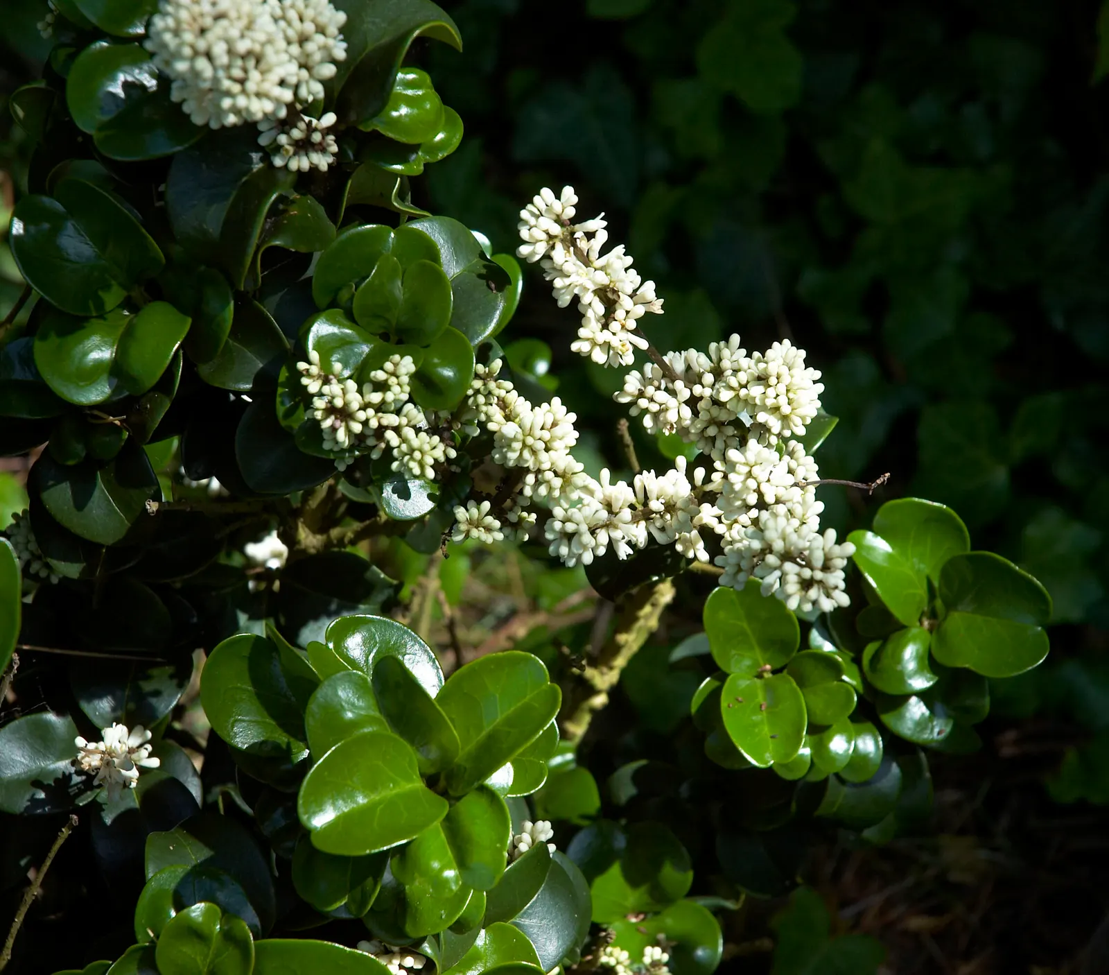 Japanese Privet (Ligustrum Japonicum) — It exhibits a fast growth rate of roughly 2 feet per year; white flower clusters bloom in spring, followed by black
