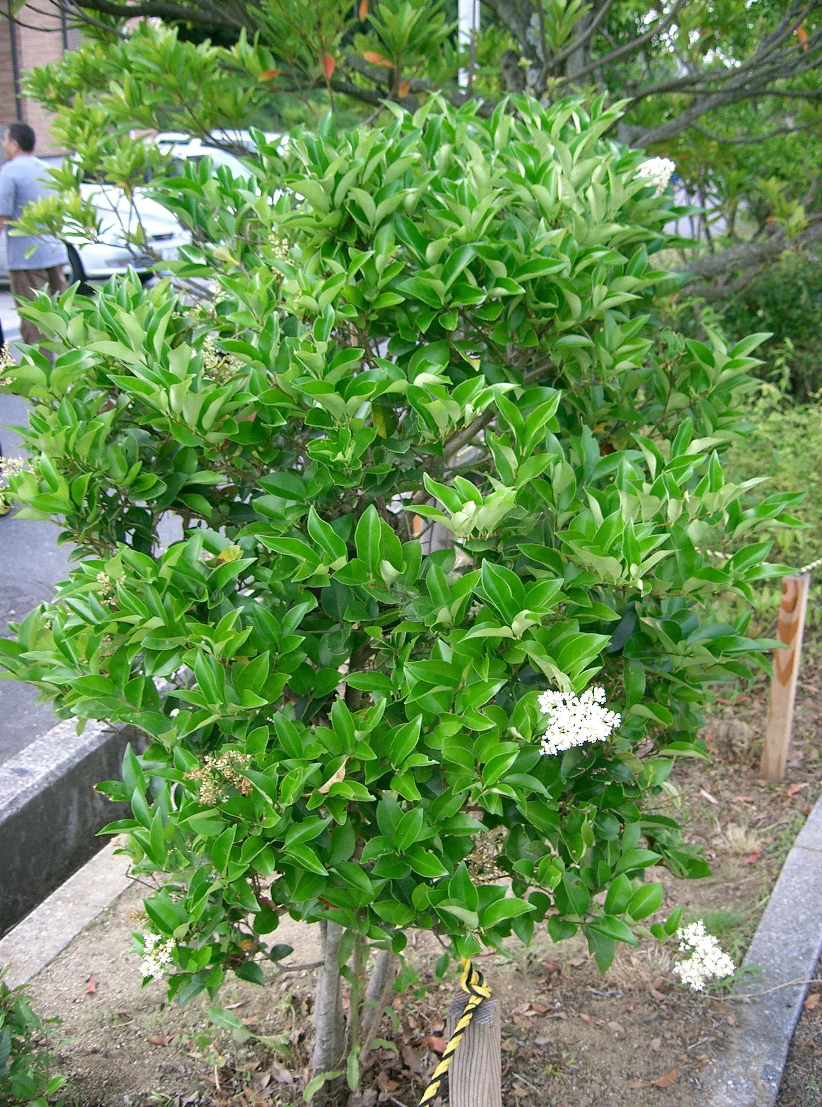 Japanese Privet (Ligustrum Japonicum) — shrub with white blooms