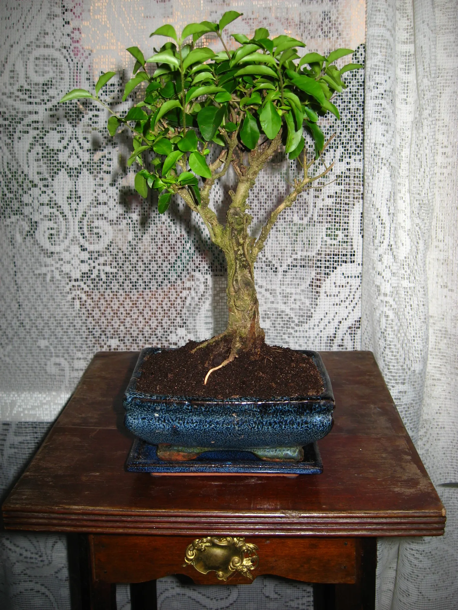 Japanese Privet (Ligustrum Japonicum) — It's excellent for hedges, screens, or as a foundation plant; offering year-round visual interest