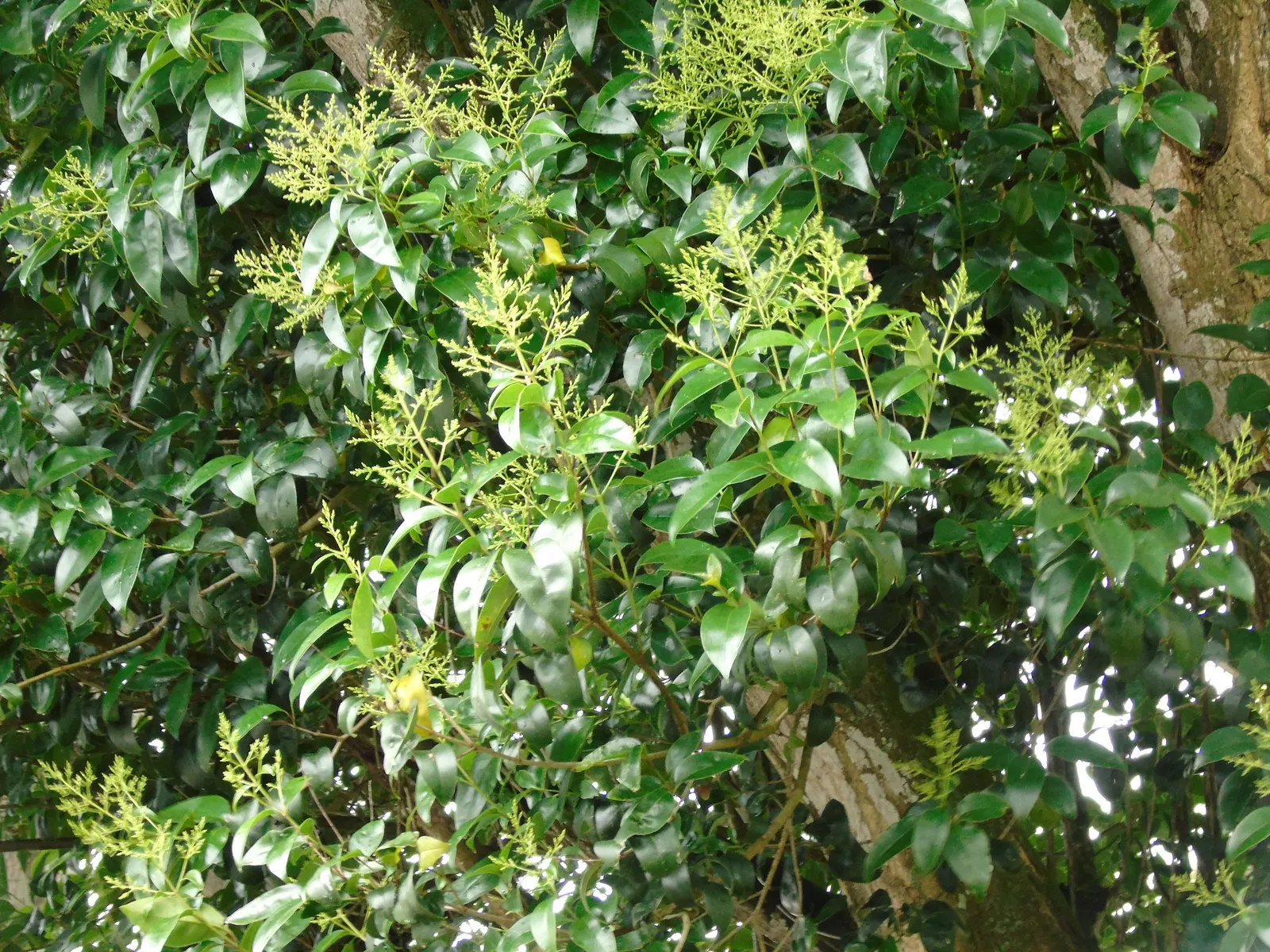 Japanese Privet (Ligustrum Japonicum) — It exhibits a fast growth rate of roughly 2 feet per year