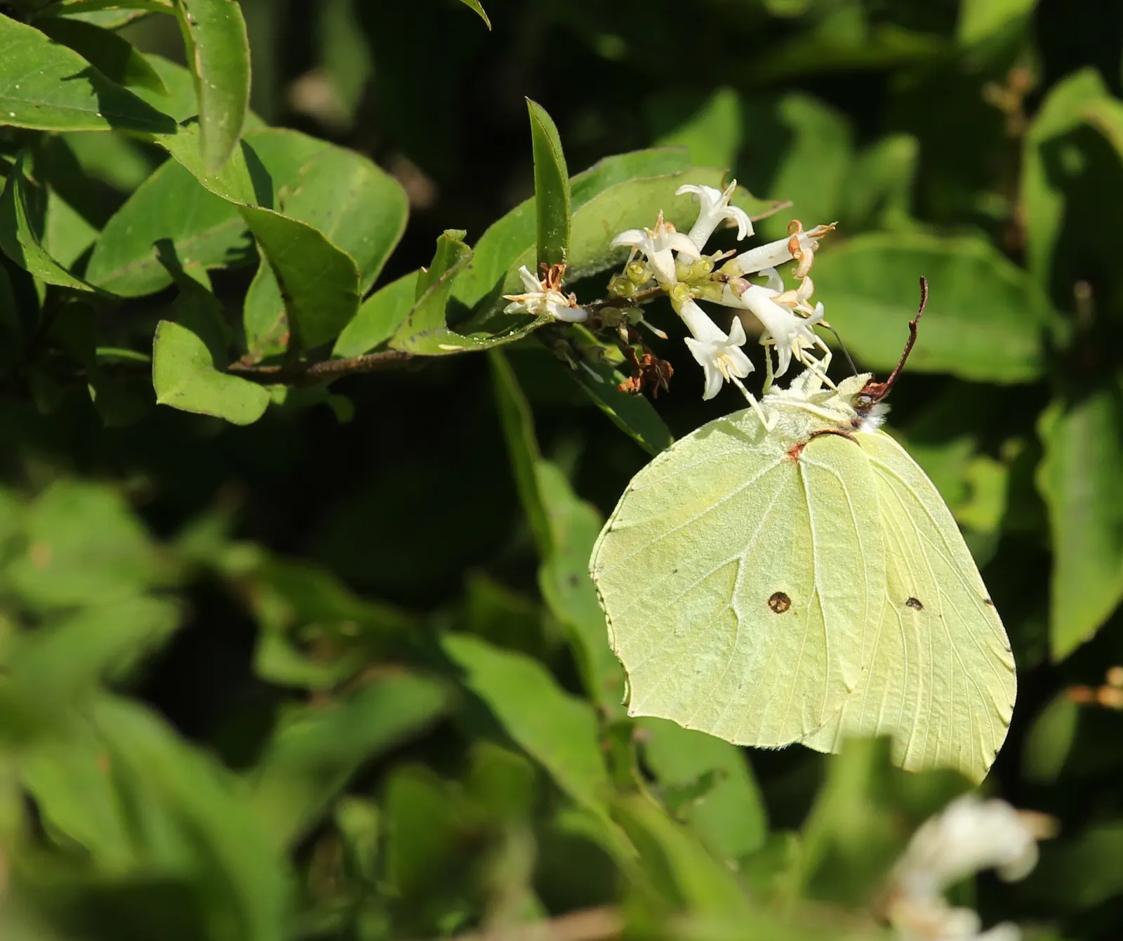 Japanese Privet (Ligustrum Japonicum) — offering year-round visual interest, image 32
