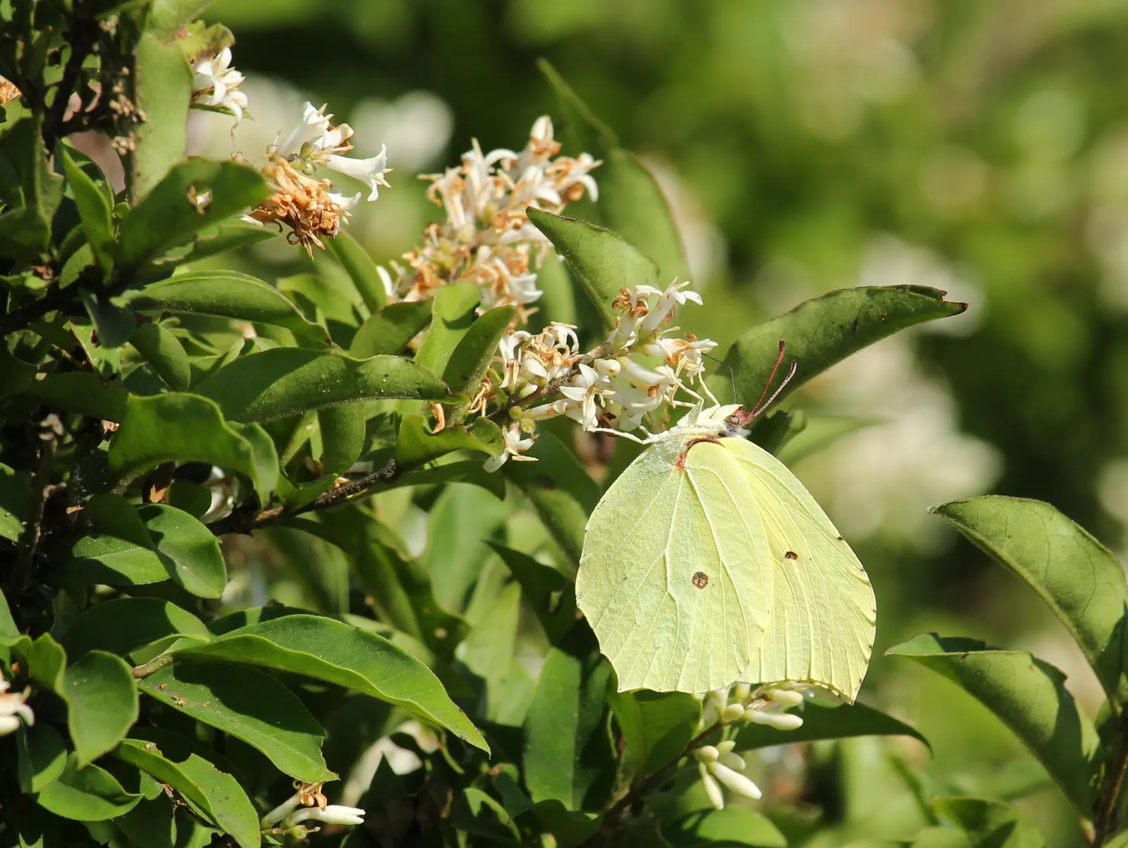 Japanese Privet (Ligustrum Japonicum) — is a robust evergreen shrub ideal for creating a structured look in a variety of landscape designs; white flower