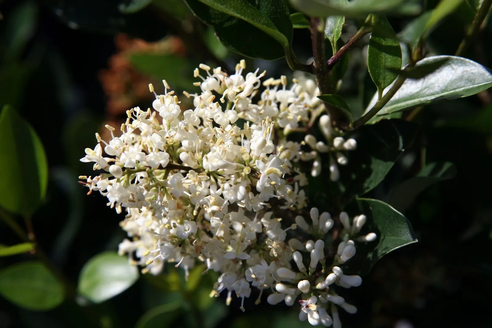 Japanese Privet (Ligustrum Japonicum) — fragrant flowers that appear in panicles approximately 3 to 6 inches long