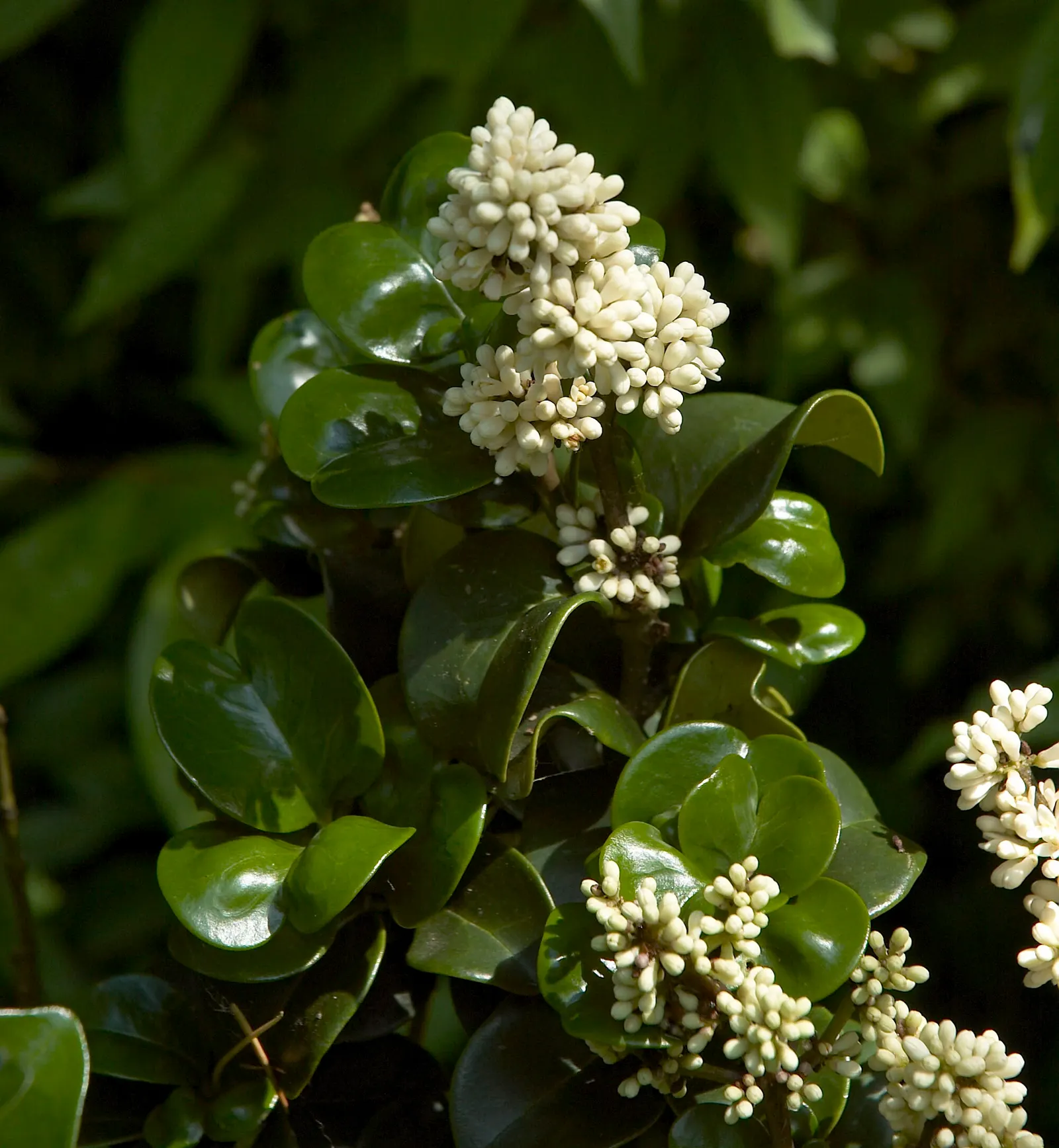 Japanese Privet (Ligustrum Japonicum) — In spring to early summer; requiring moderate maintenance to thrive and offering year-long beauty and privacy