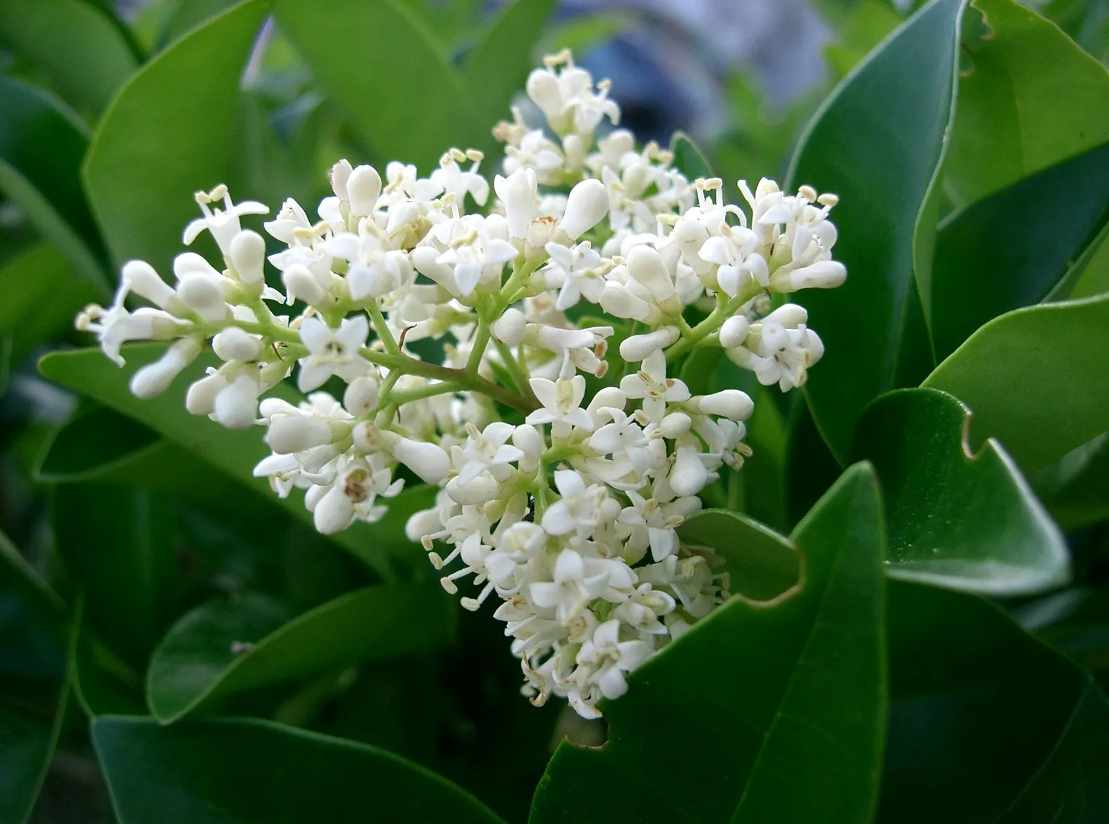 Japanese Privet (Ligustrum Japonicum) — blue-black berries that are attractive to birds; offering year-round visual interest