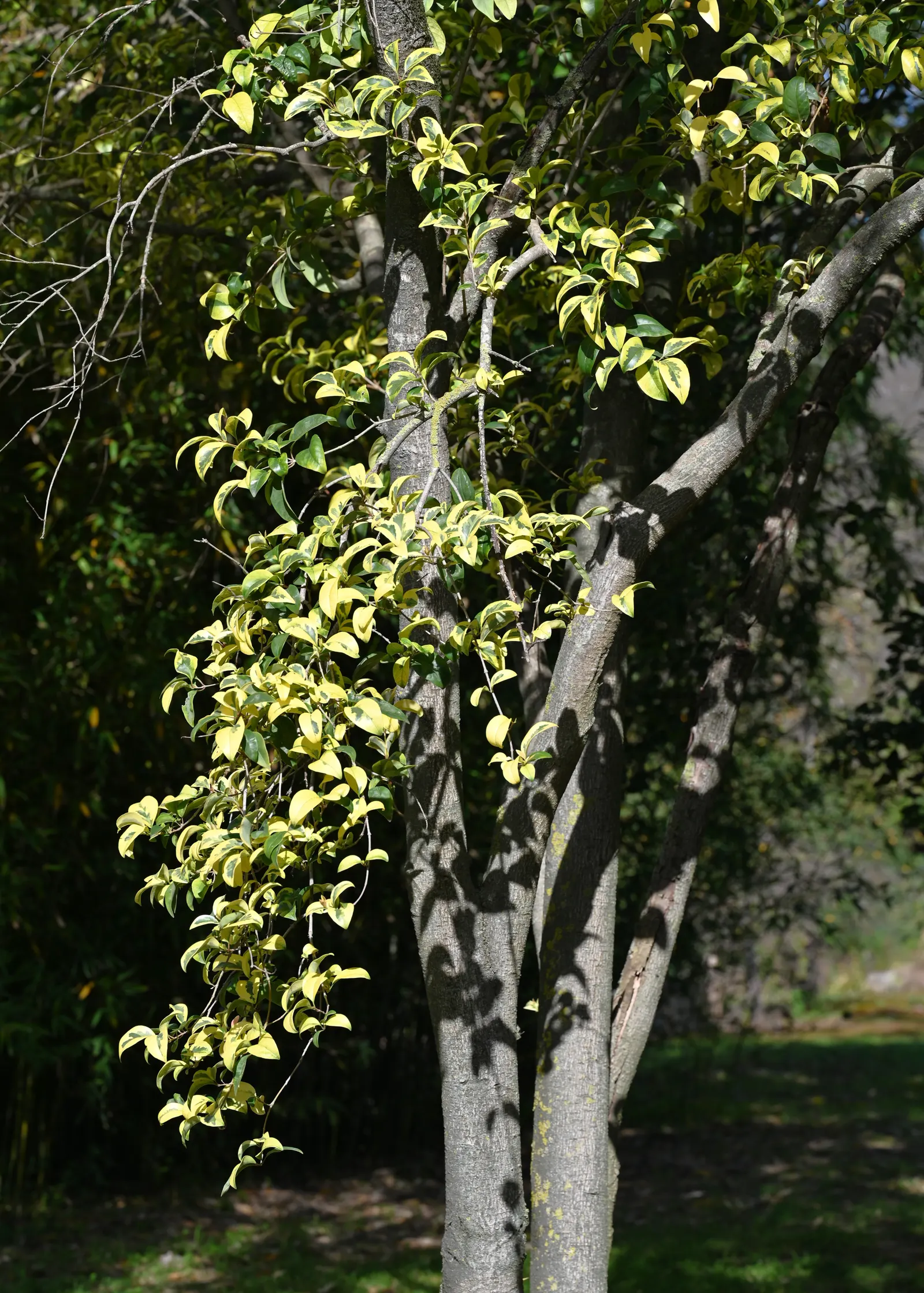 Japanese Privet (Ligustrum Japonicum) — Regular pruning is recommended to maintain its shape, especially if being utilized as a hedge or topiary
