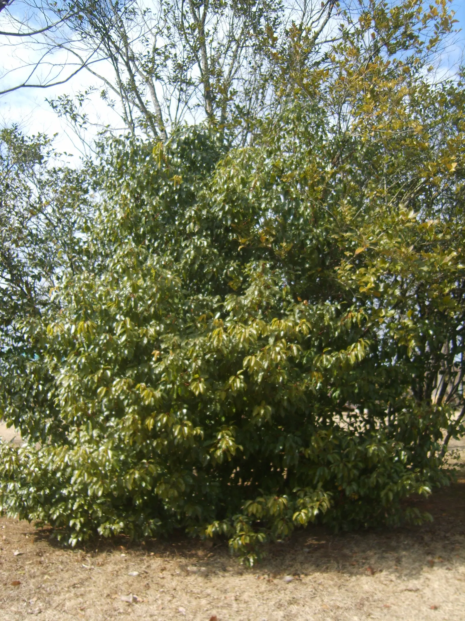 Japanese Privet (Ligustrum Japonicum) — It is somewhat drought-tolerant once established, making it a resilient choice for a range of climates; requiring
