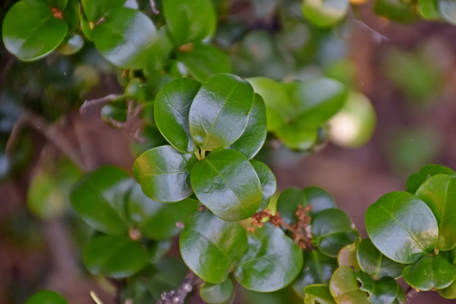 Japanese Privet (Ligustrum Japonicum) — is a robust evergreen shrub ideal for creating a structured look in a variety of landscape designs