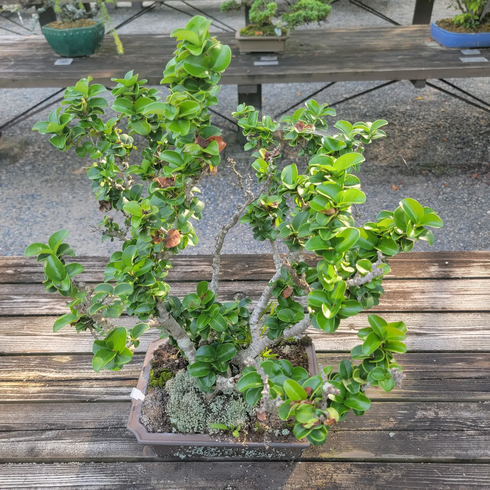 Japanese Privet (Ligustrum Japonicum) — commonly referred to as the Japanese Privet; requiring moderate maintenance to thrive and offering year-long beauty and