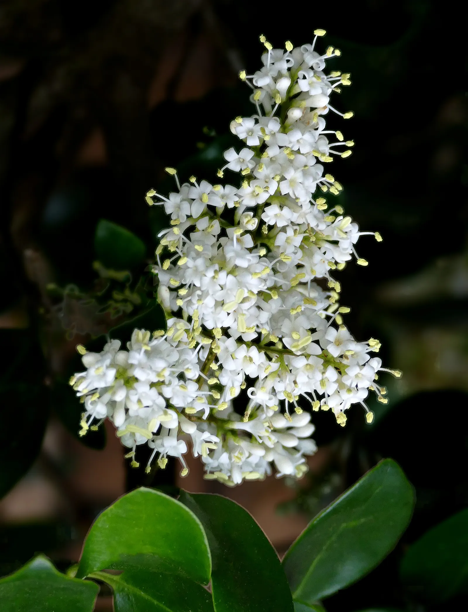 Japanese Privet (Ligustrum Japonicum) — white flowers in the garden; white flower clusters bloom in spring, followed by black berries