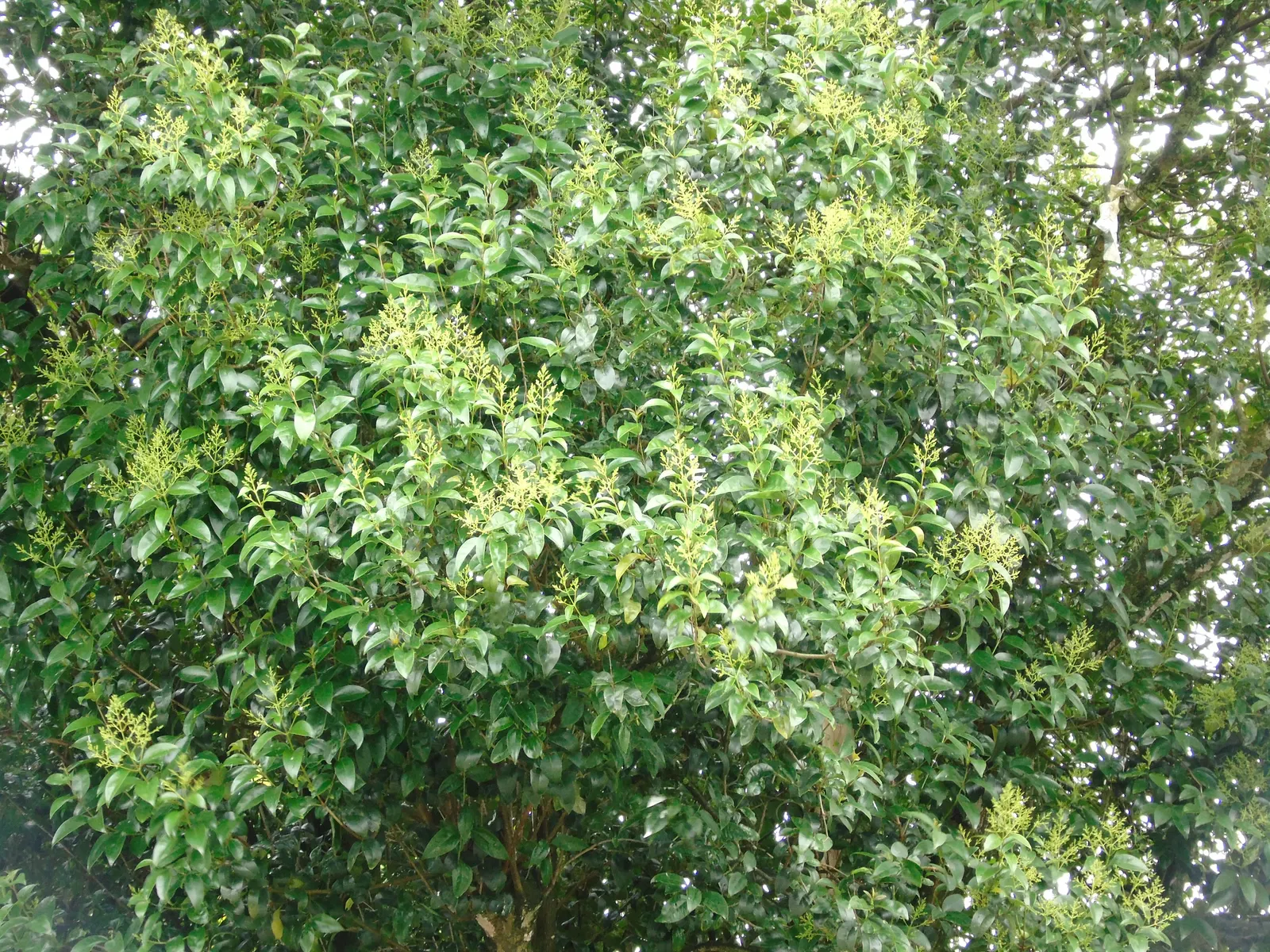 Japanese Privet (Ligustrum Japonicum) — shrub for full or half