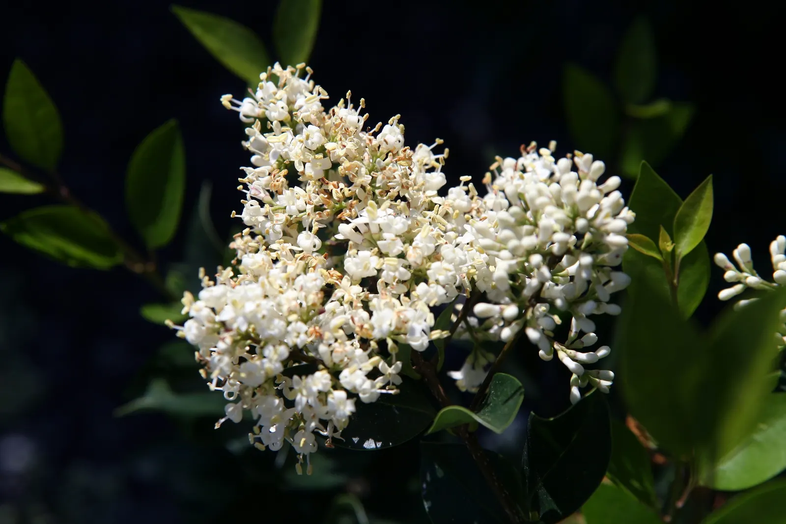 Japanese Privet (Ligustrum Japonicum) — Adaptable to various soils, it thrives in full sun to partial shade and requires moderate water; requiring moderate