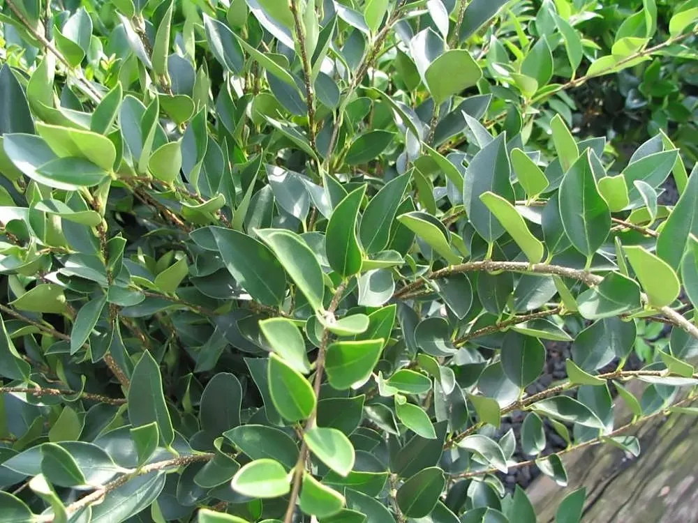 Japanese Privet (Ligustrum Japonicum) — The Japanese Privet, Ligustrum japonicum, is an evergreen shrub, admired for its dense, glossy foliage; white flower