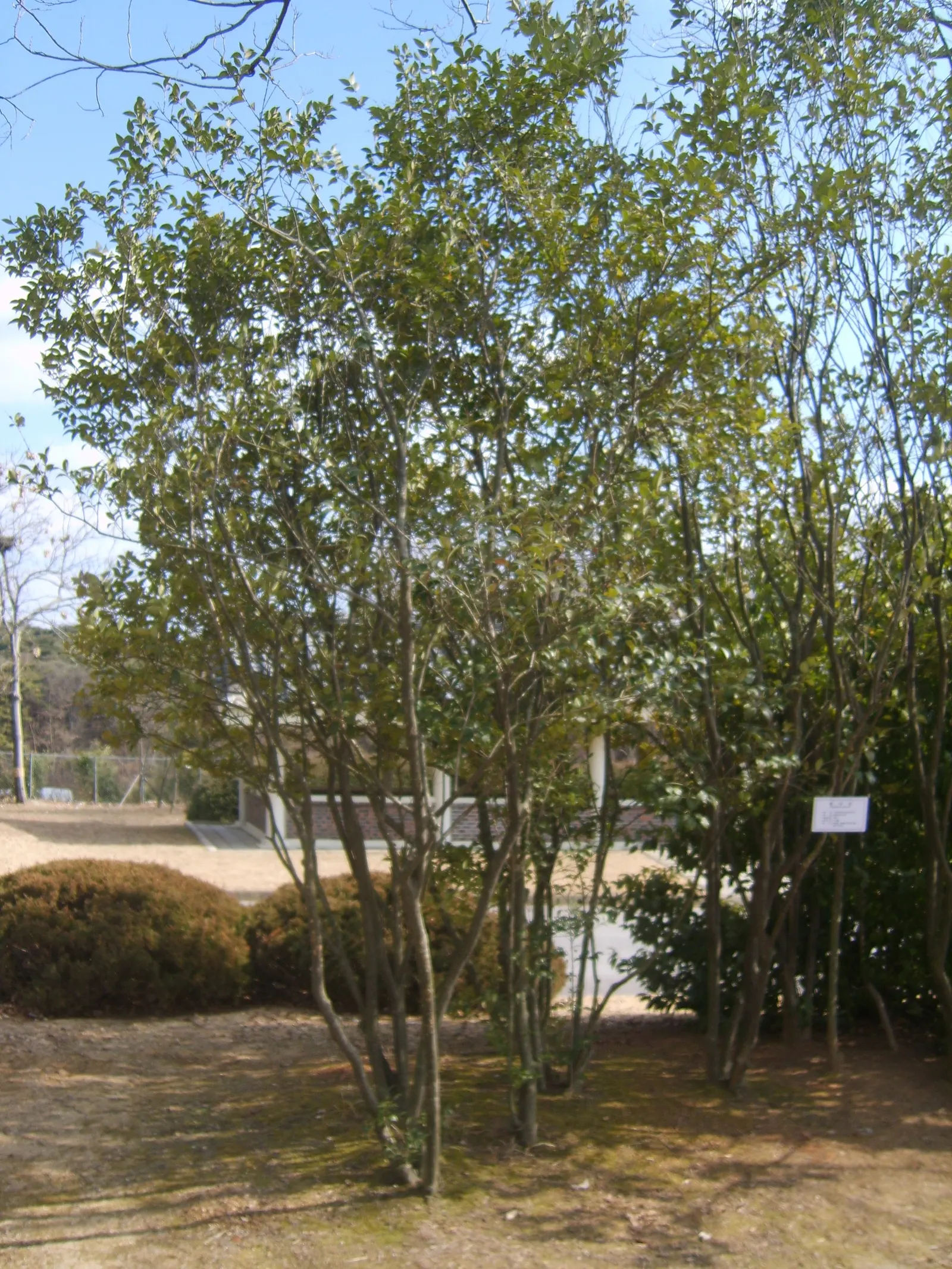 Japanese Privet (Ligustrum Japonicum) — This versatile plant can grow to an imposing height of 6 to 12 feet with a similar spread