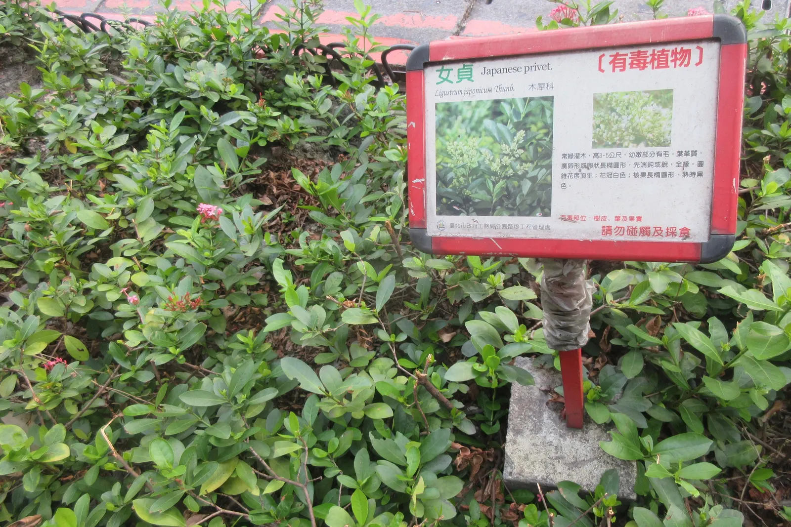 Japanese Privet (Ligustrum Japonicum) — commonly referred to as the Japanese Privet