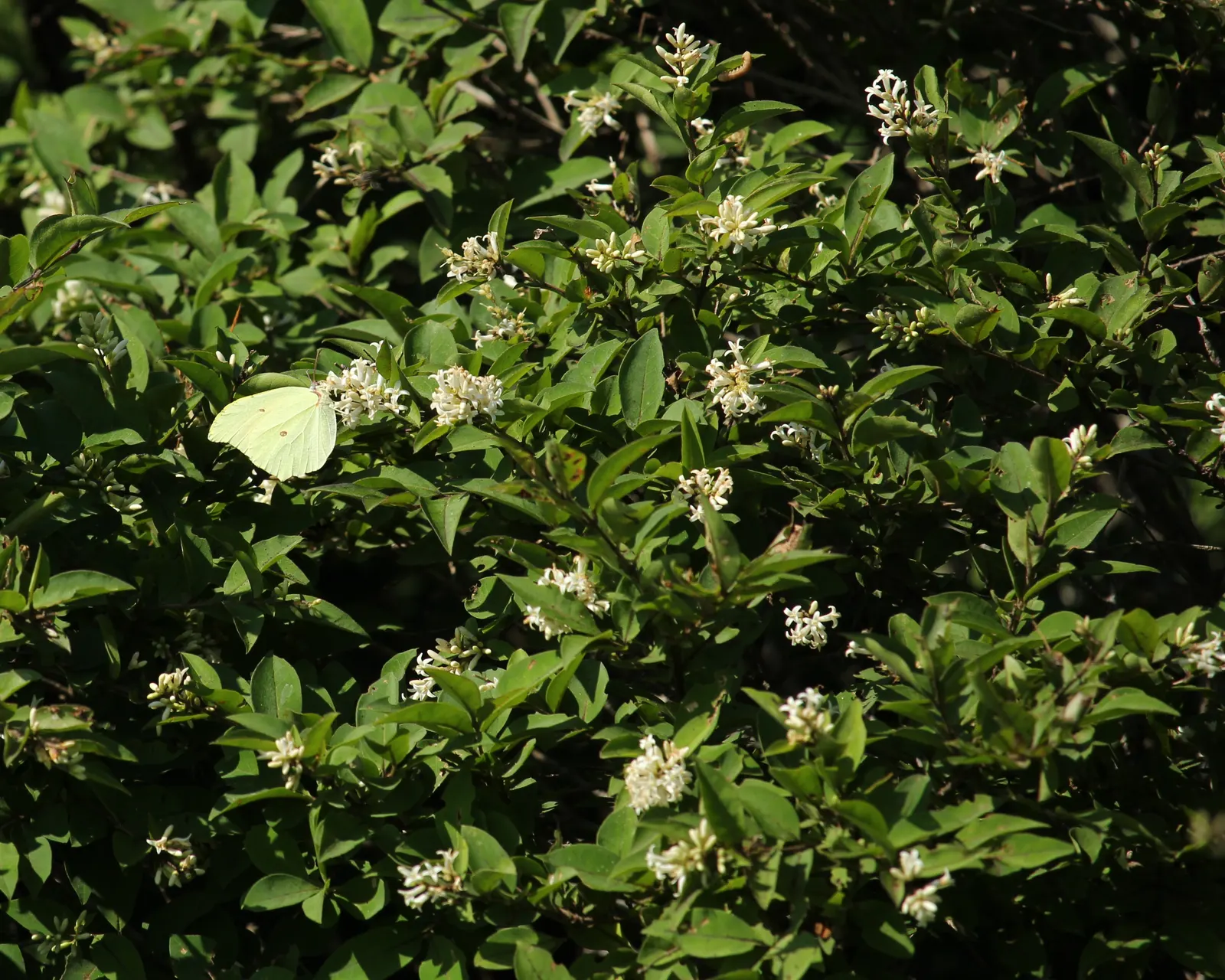 Japanese Privet (Ligustrum Japonicum) — Growing 6-12 feet tall with a spread of 5-8 feet, it forms a compact, oval shape