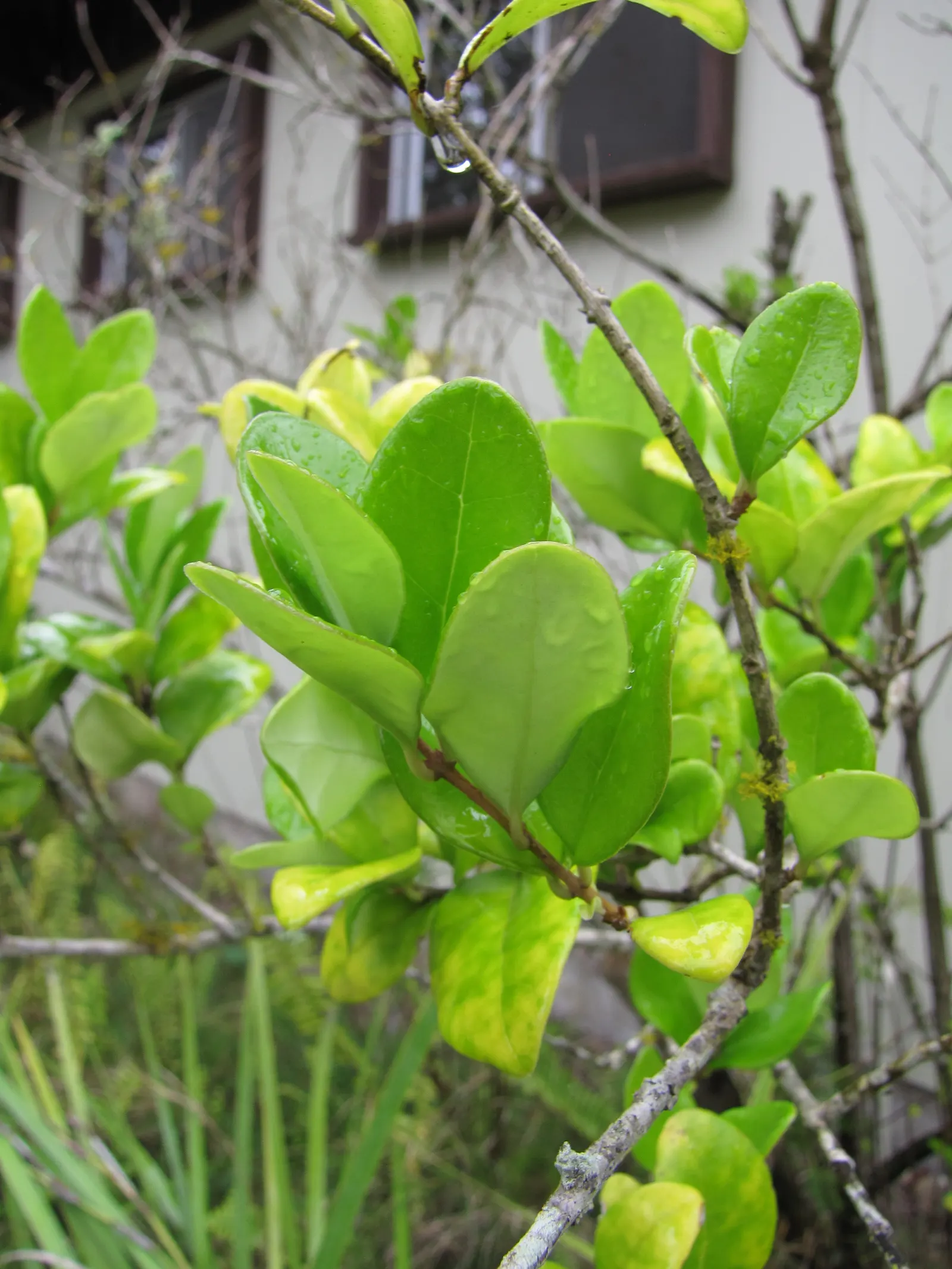 Japanese Privet (Ligustrum Japonicum) — Growing 6-12 feet tall with a spread of 5-8 feet, it forms a compact, oval shape; offering year-round visual interest