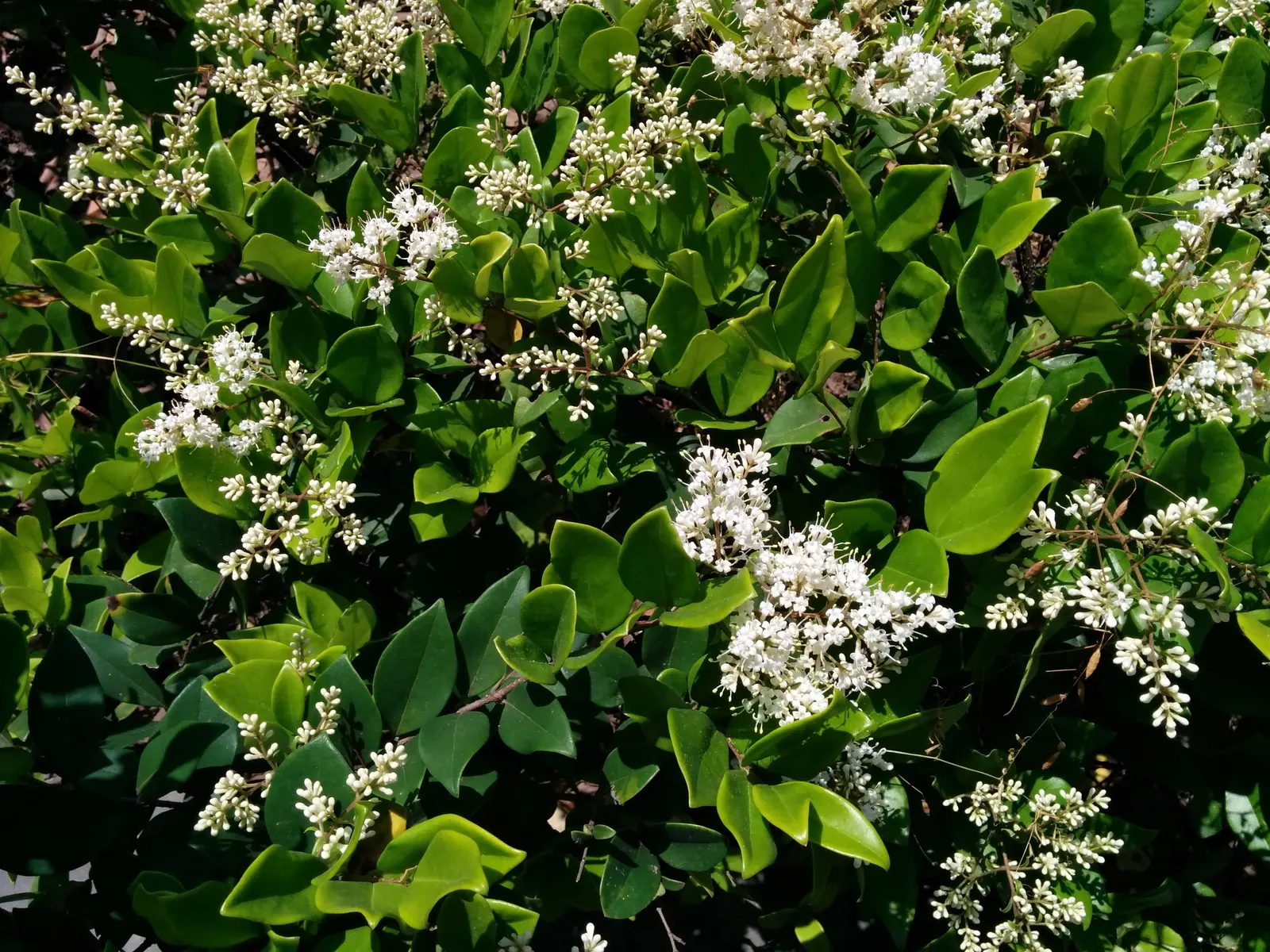 Japanese Privet (Ligustrum Japonicum) — It is somewhat drought-tolerant once established, making it a resilient choice for a range of climates