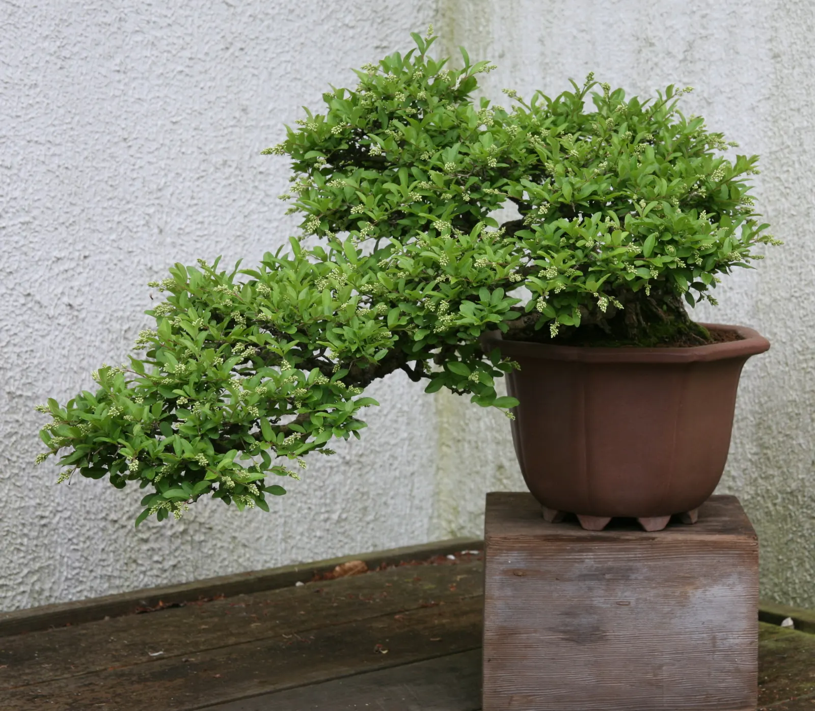Japanese Privet (Ligustrum Japonicum) — It's excellent for hedges, screens, or as a foundation plant