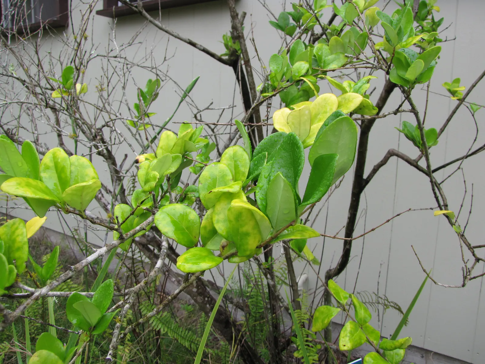 Japanese Privet (Ligustrum Japonicum) — The Japanese Privet, Ligustrum japonicum, is an evergreen shrub, admired for its dense, glossy foliage