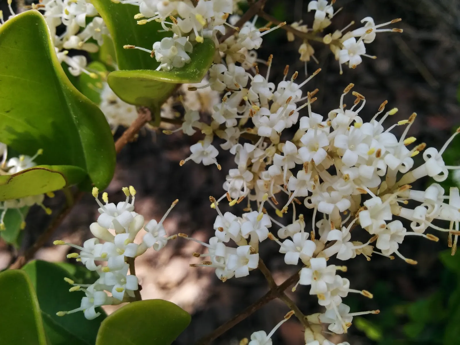 Japanese Privet (Ligustrum Japonicum) — requiring moderate maintenance to thrive and offering year-long beauty and privacy