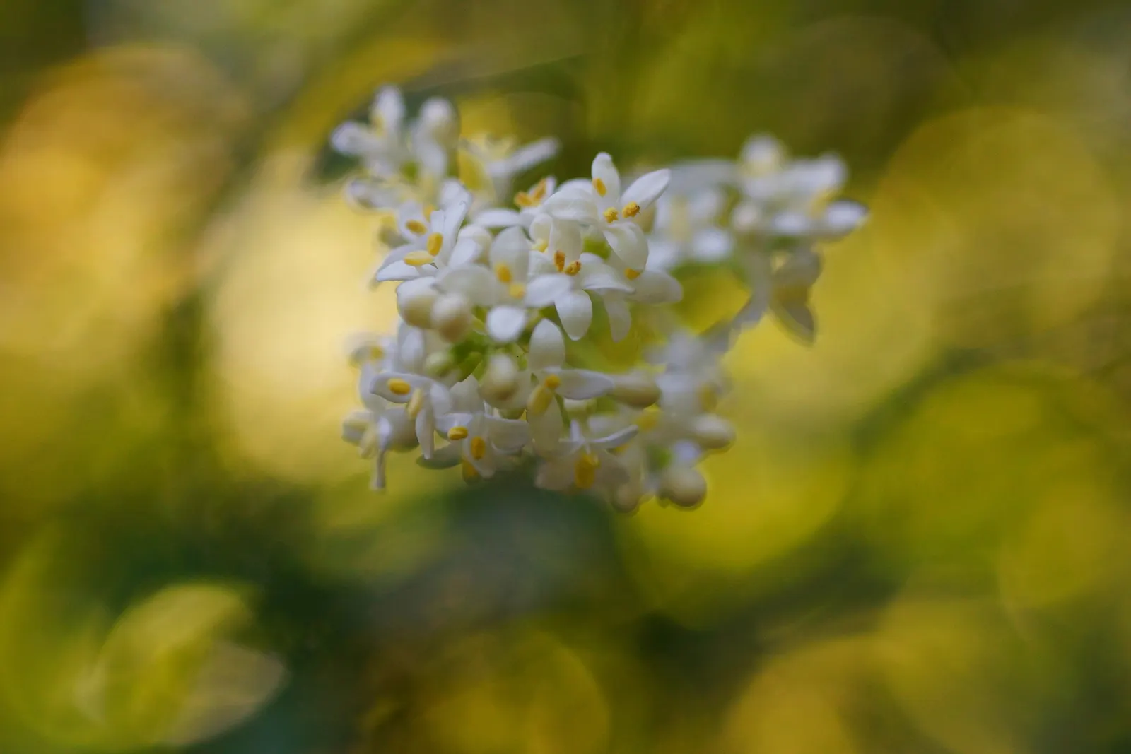 Japanese Privet (Ligustrum Japonicum) — The Japanese Privet, Ligustrum japonicum, is an evergreen shrub, admired for its dense, glossy foliage, image 43