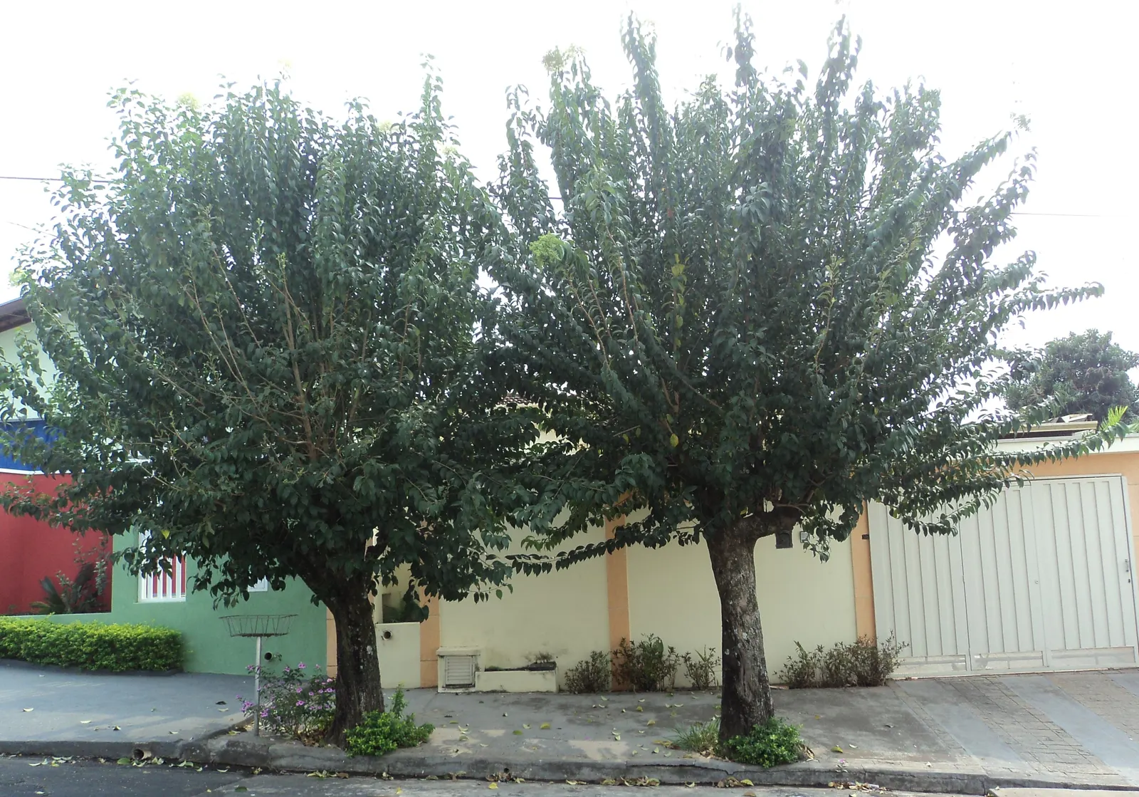 Japanese Privet (Ligustrum Japonicum) — offering year-round visual interest