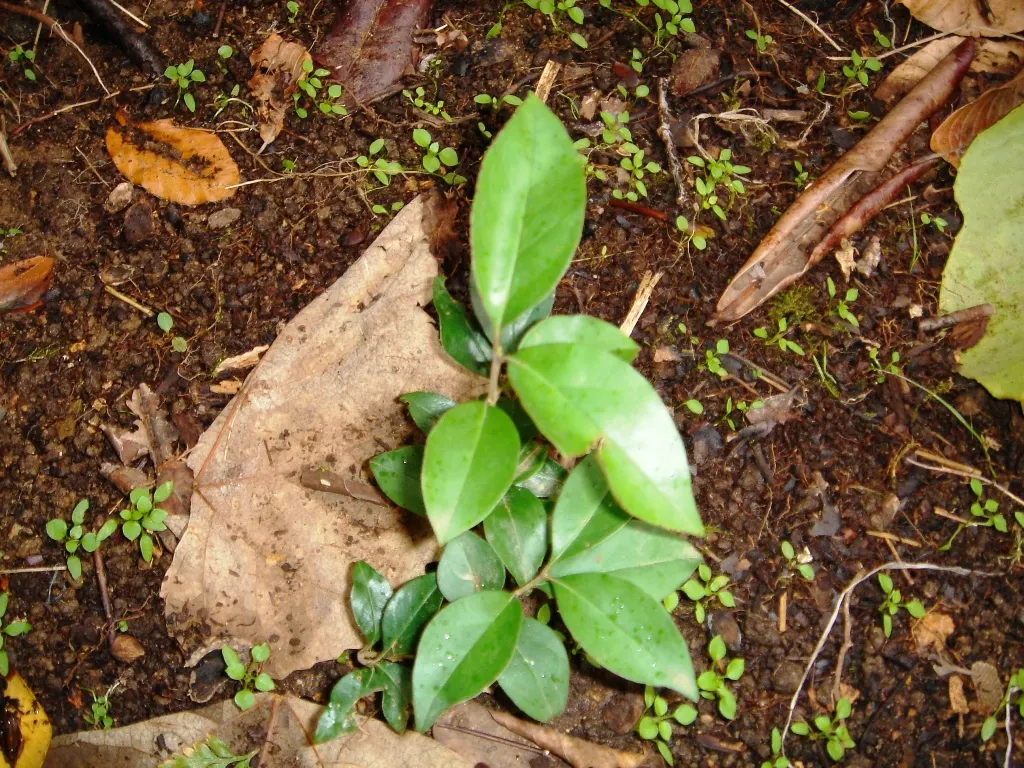 Japanese Privet (Ligustrum Japonicum) — offering dense foliage and a shapely form