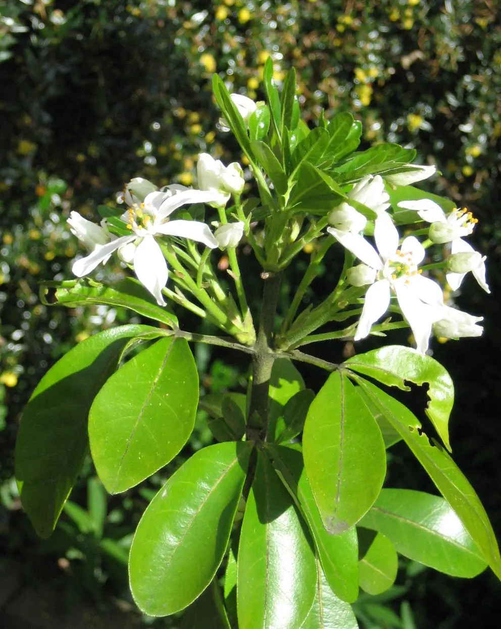 Mexican Orange, Mex. Mock Orange (Philadelphus Mexicanus) — making it an excellent low-care choice for both novice and experienced gardeners; preferring full