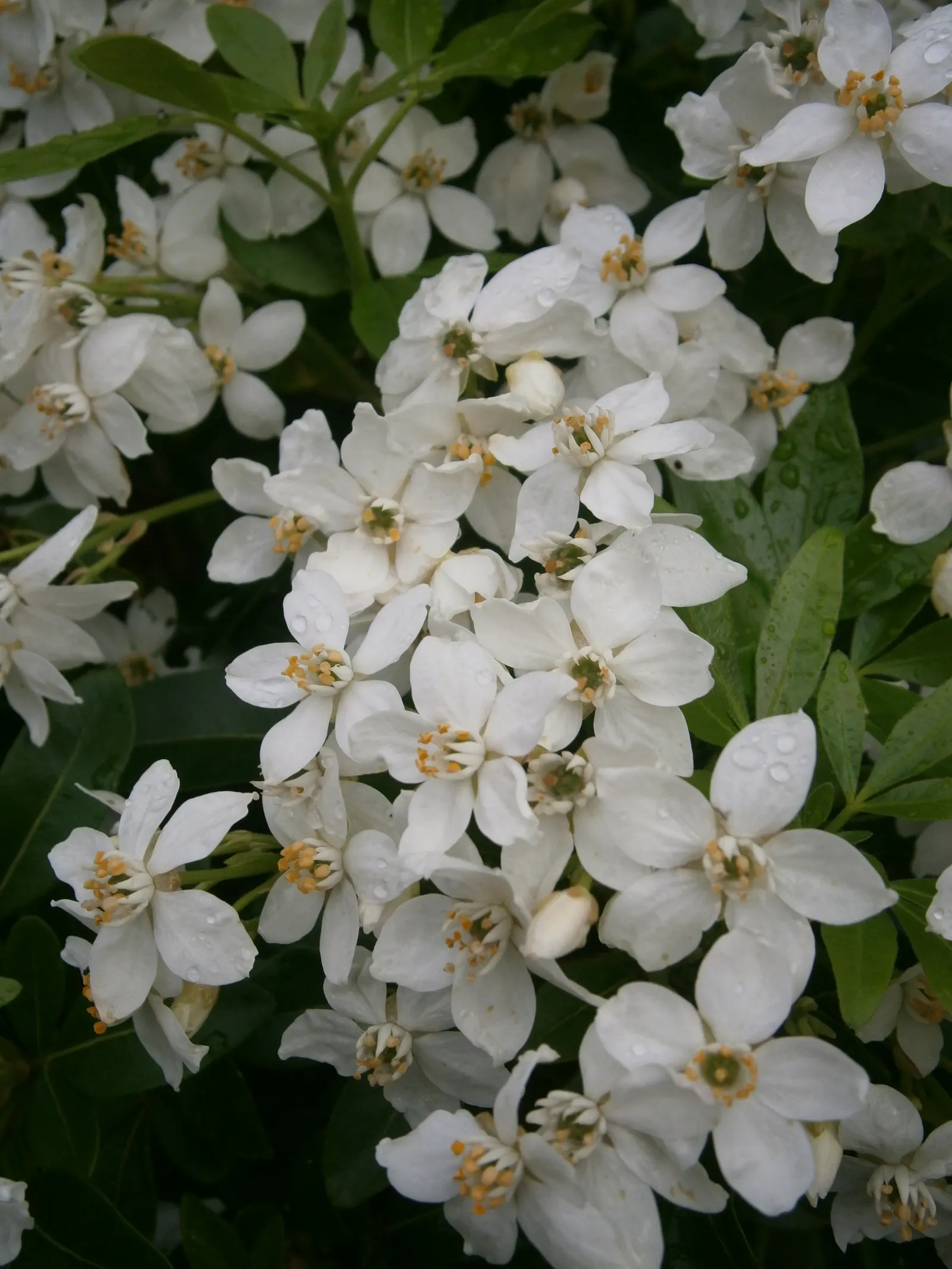 Mexican Orange, Mex. Mock Orange (Philadelphus Mexicanus) — bright green leaves divided into three leaflets; in late spring and again in early, image 61