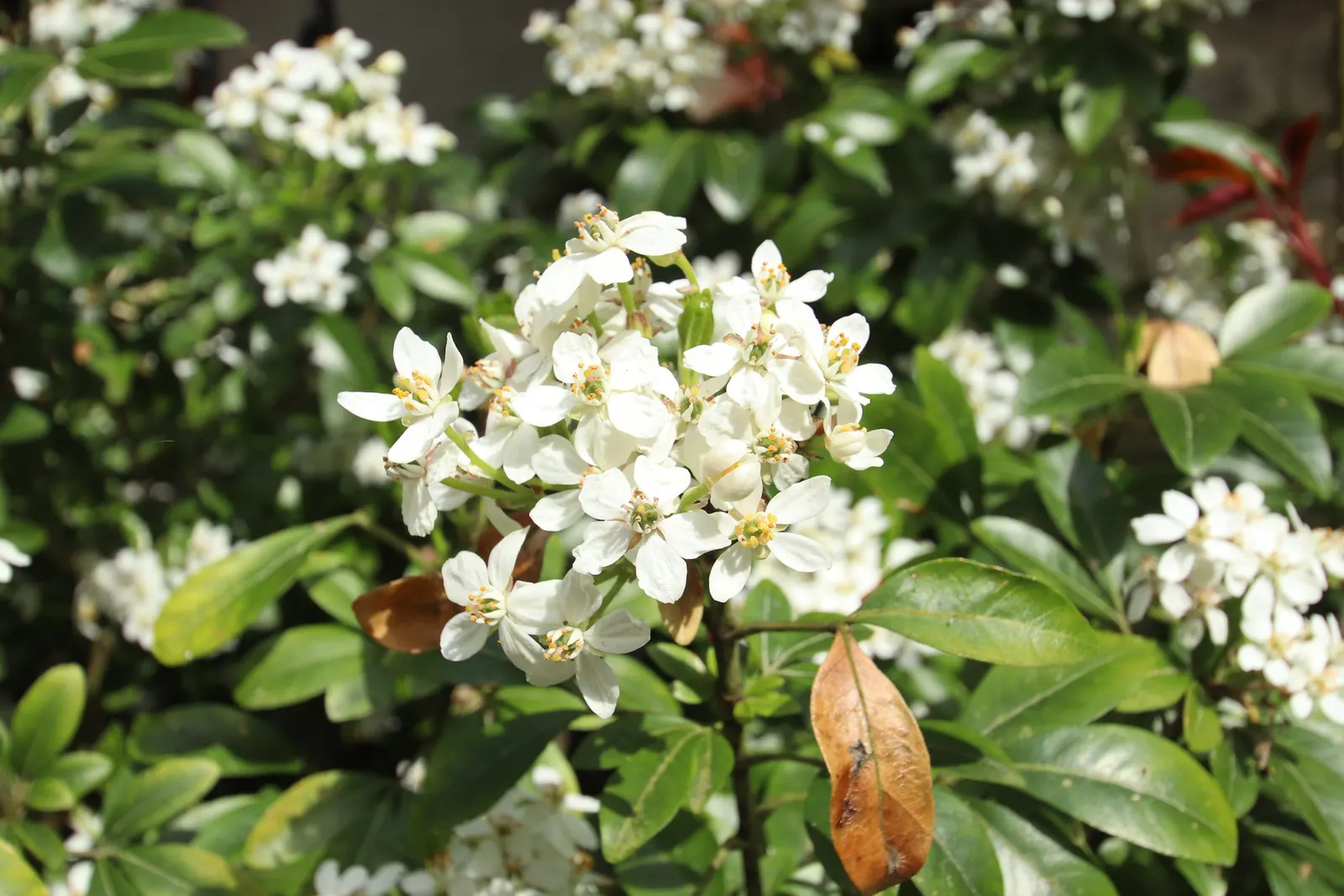 Mexican Orange, Mex. Mock Orange (Philadelphus Mexicanus) — resembling that of an orange tree; shrub with white blooms