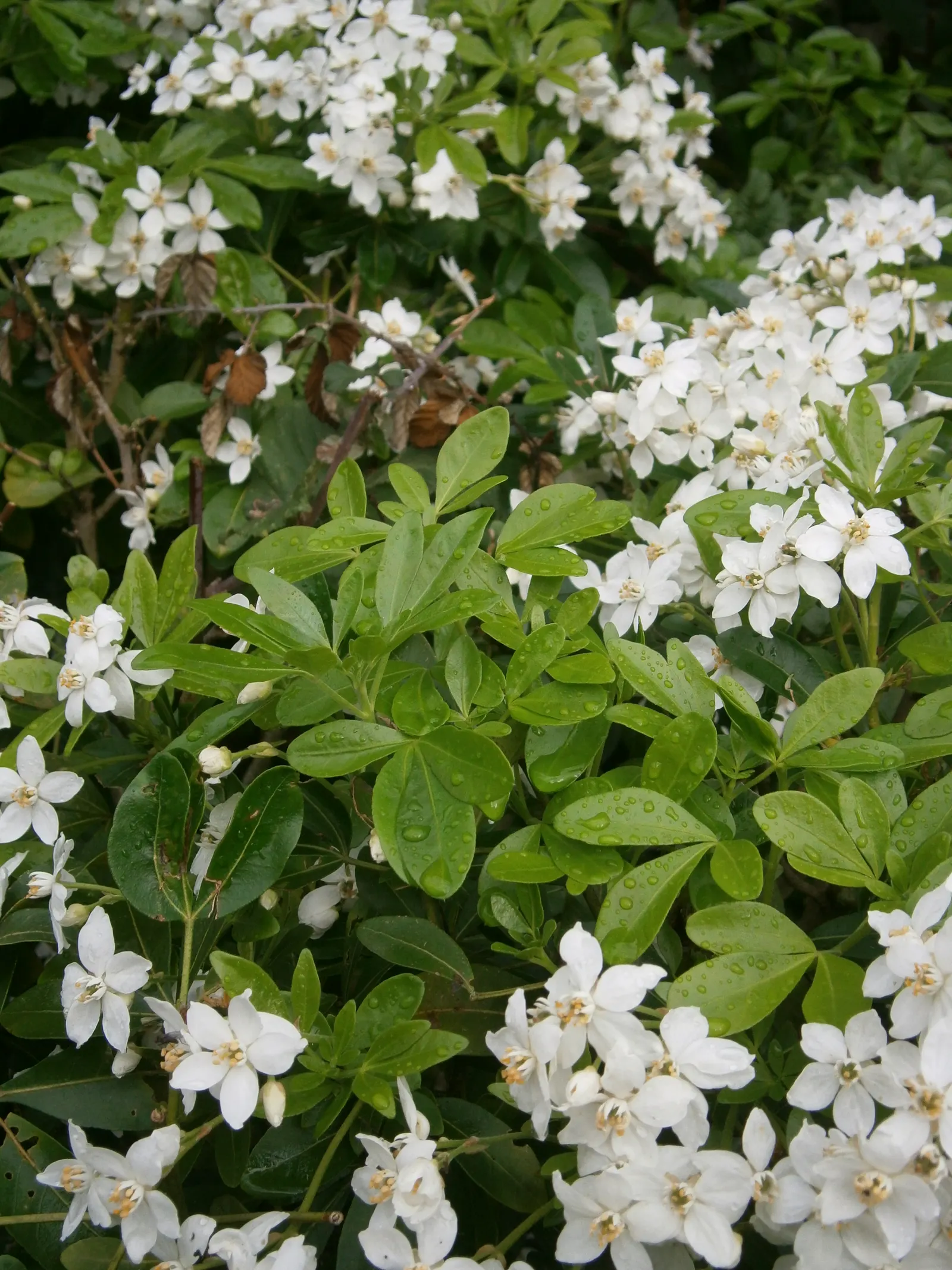 Mexican Orange, Mex. Mock Orange (Philadelphus Mexicanus) — it boasts clusters of star-shaped