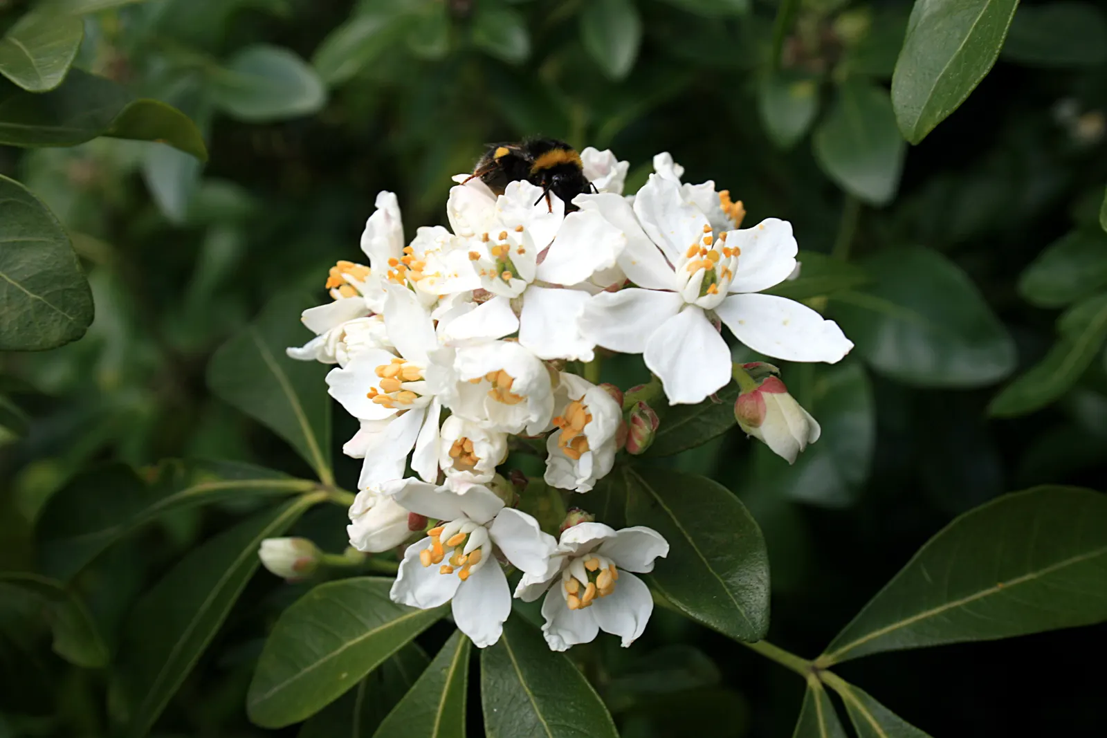Mexican Orange, Mex. Mock Orange (Philadelphus Mexicanus) — shrub with white blooms