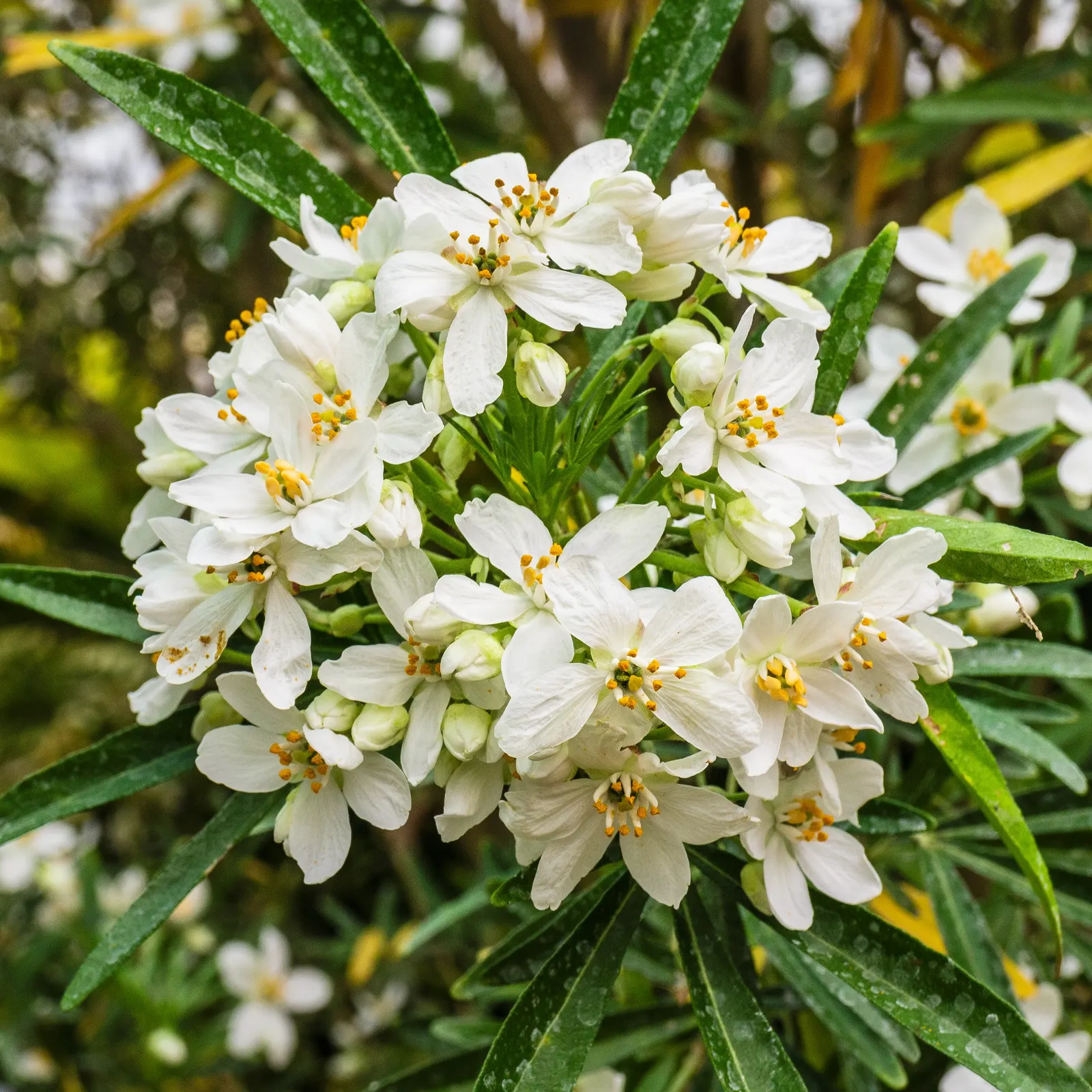 Mexican Orange, Mex. Mock Orange (Philadelphus Mexicanus) — It is tolerant of different soil types, provided they are well-drained; its glossy, image 66