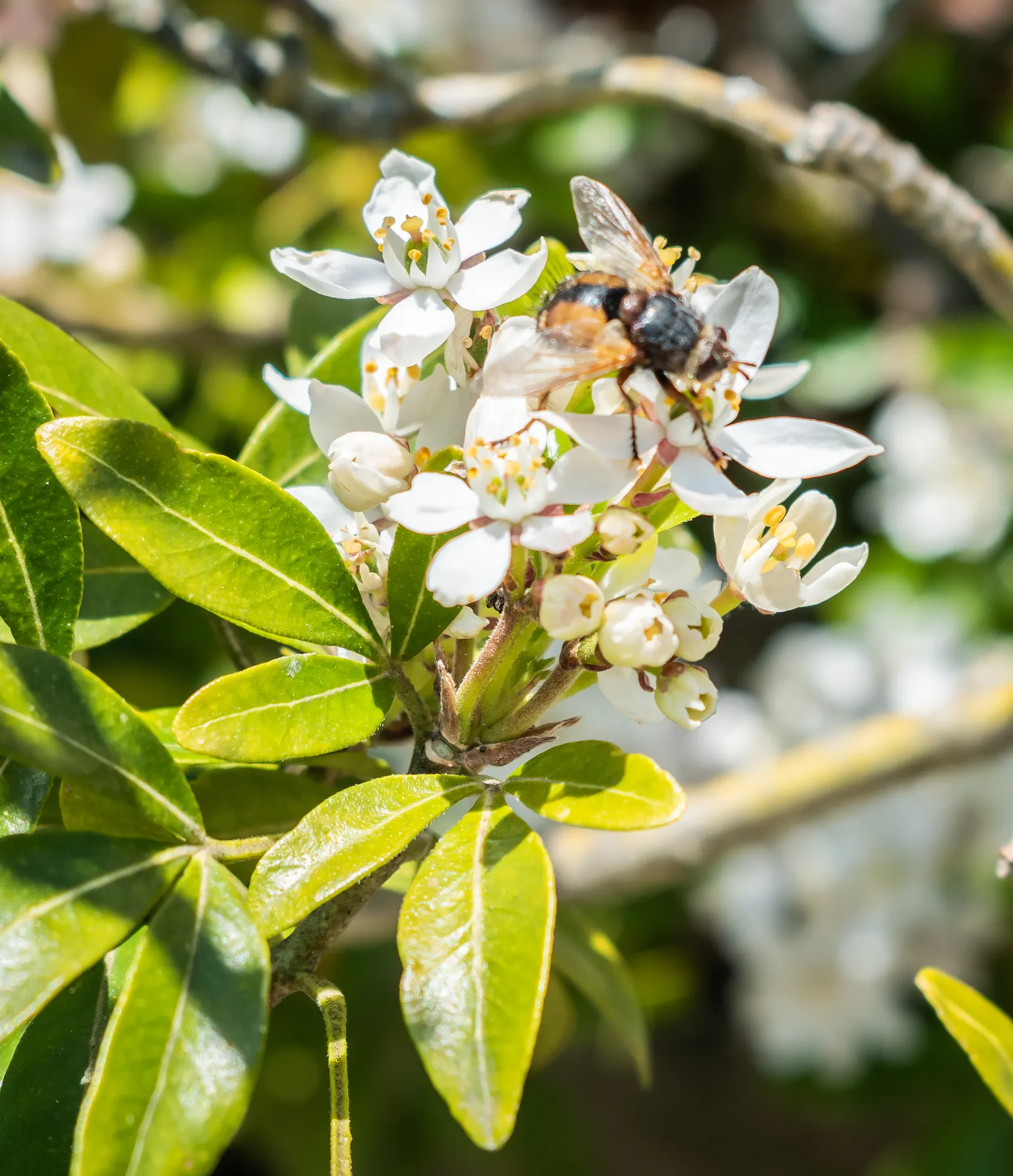 Mexican Orange, Mex. Mock Orange (Philadelphus Mexicanus) — commonly referred to as the Mexican Orange or Mexican Mock Orange; serving equally well, image 57