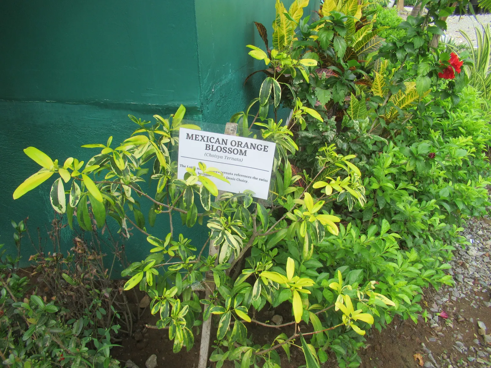 Mexican Orange, Mex. Mock Orange (Philadelphus Mexicanus) — Notably, it's also relatively resistant to pests and diseases, ensuring its luscious presentation