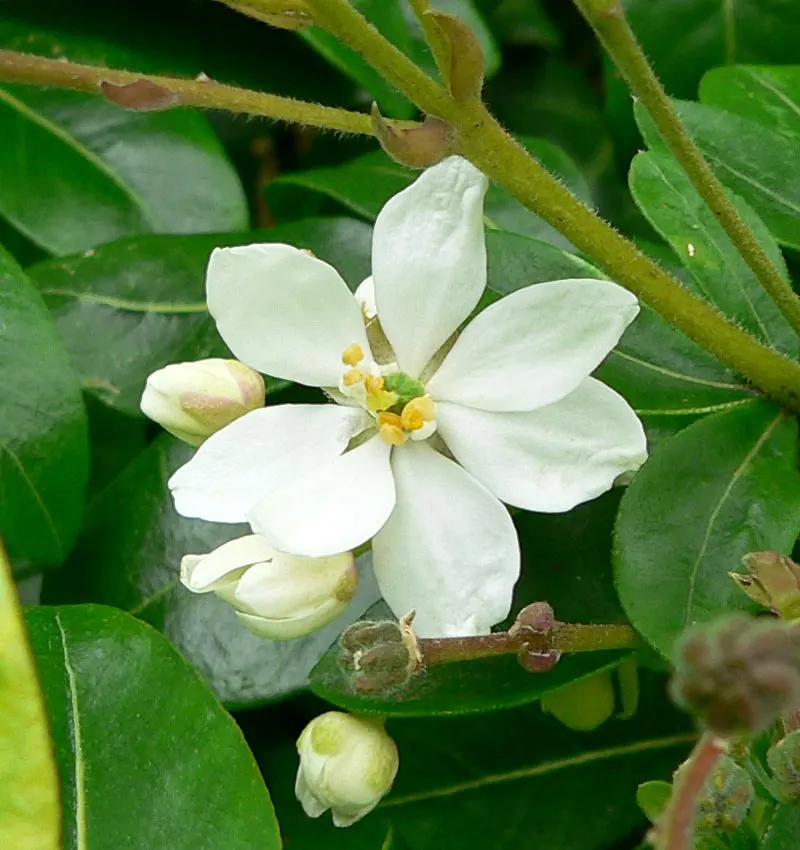 Mexican Orange, Mex. Mock Orange (Philadelphus Mexicanus) — resembling that of an orange tree; shrub with white blooms, image 62