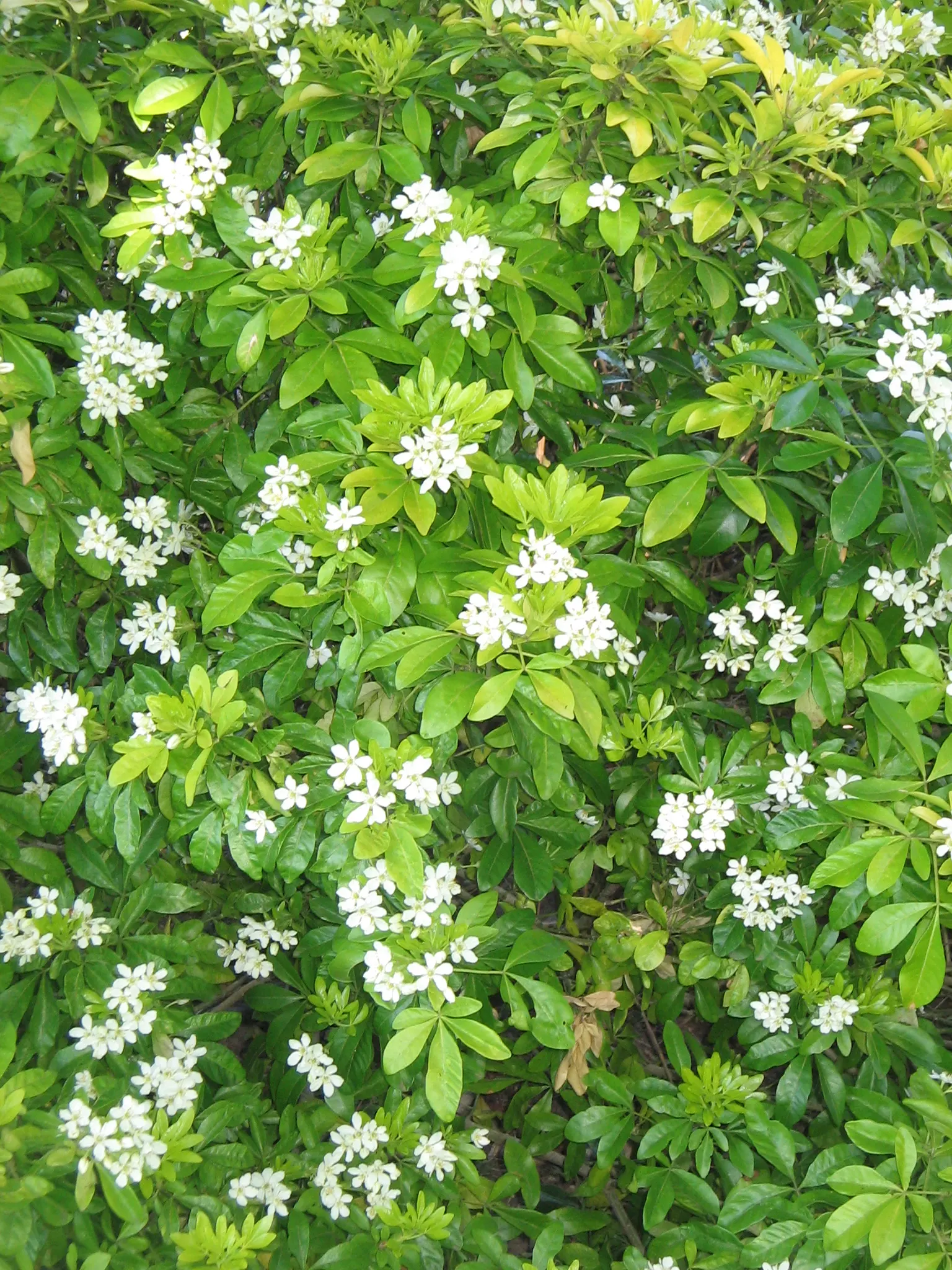 Mexican Orange, Mex. Mock Orange (Philadelphus Mexicanus) — Choisya ternata, commonly known as Mexican Orange or Mex; from late spring to early summer